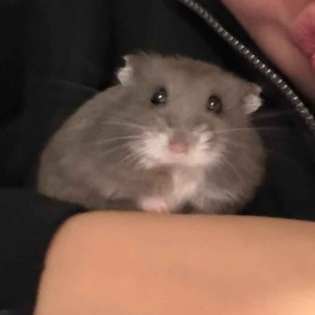 Bolita