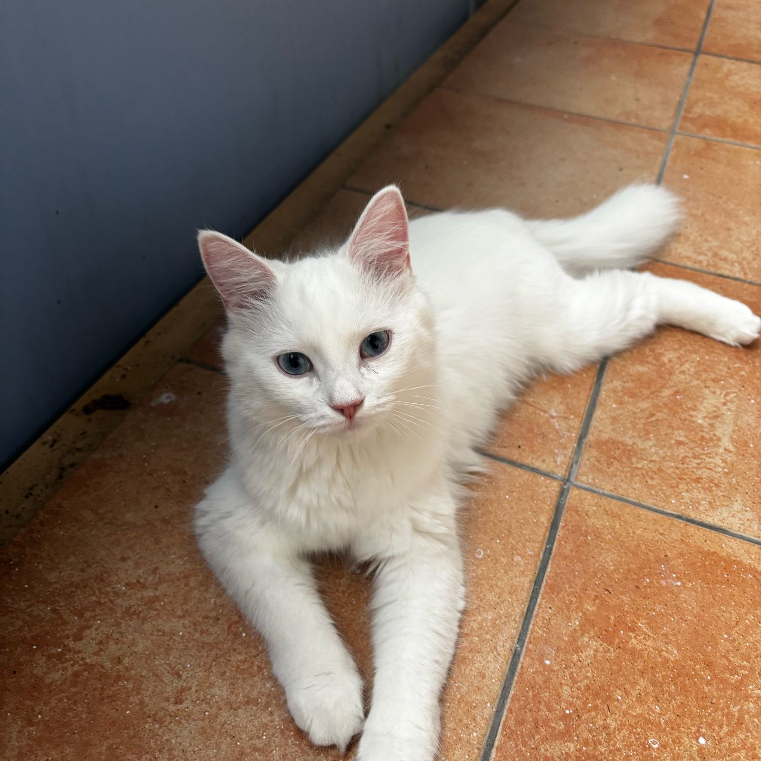 Yuki