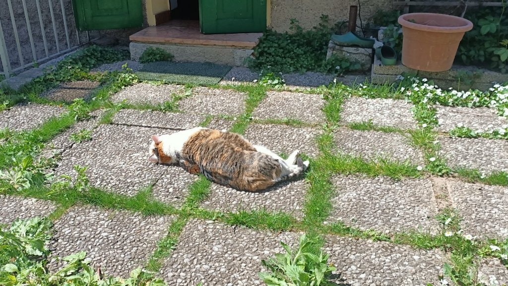 image-7