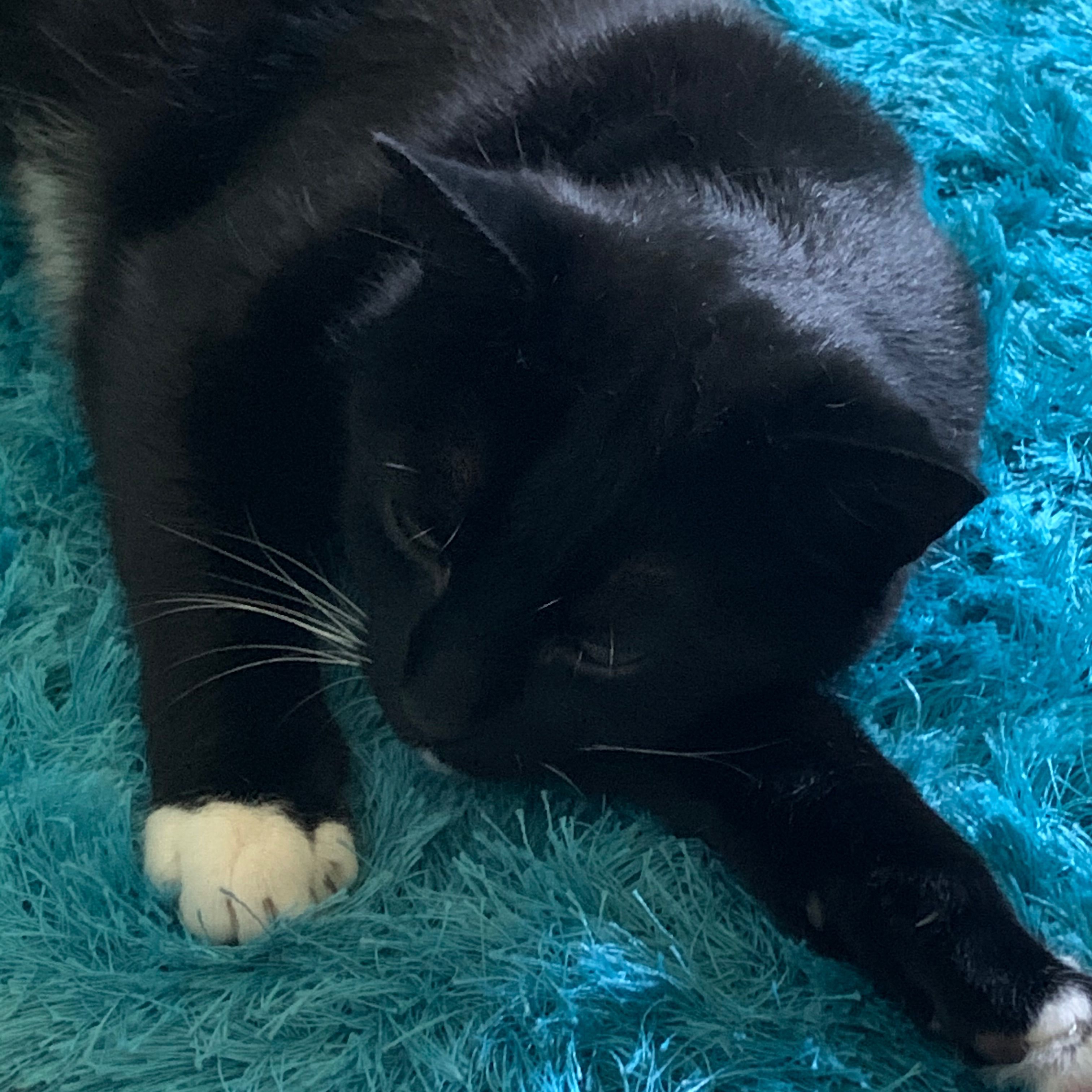 Gizmo