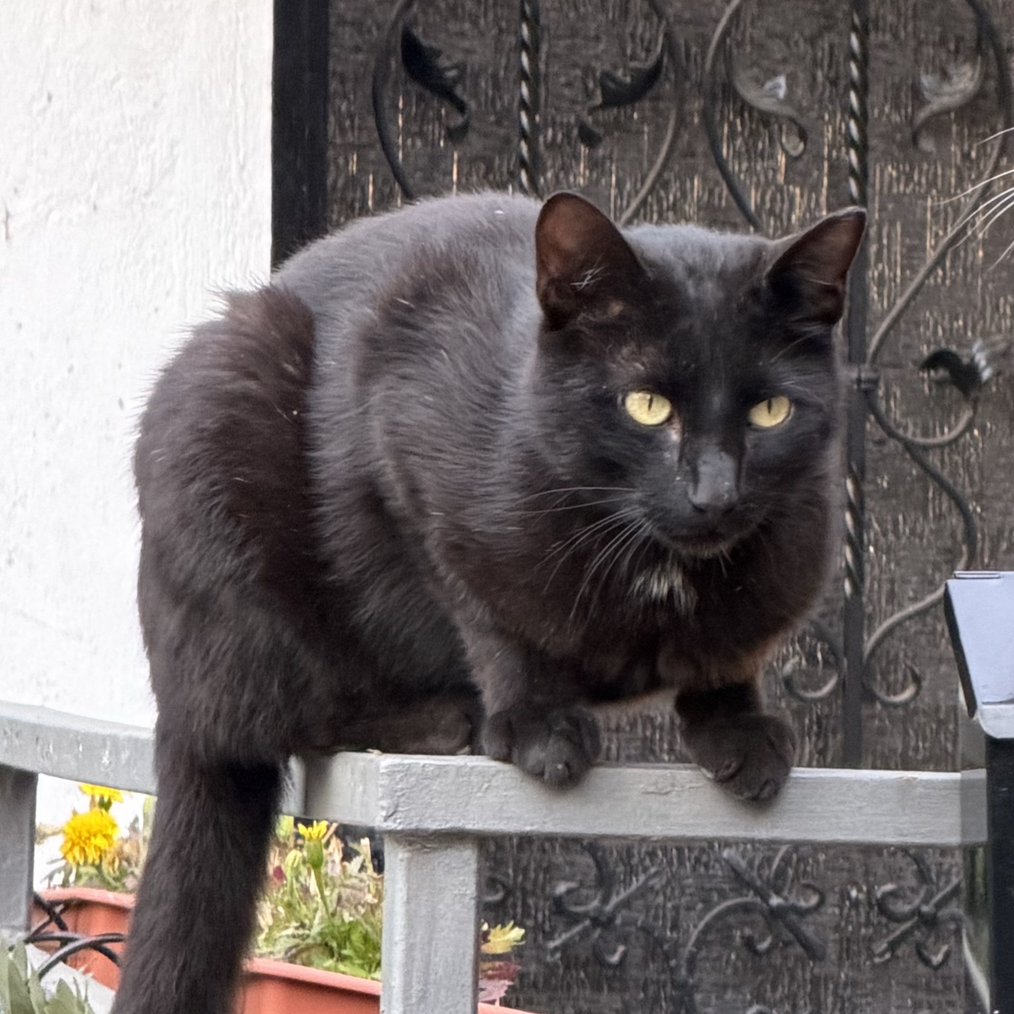 Blackie