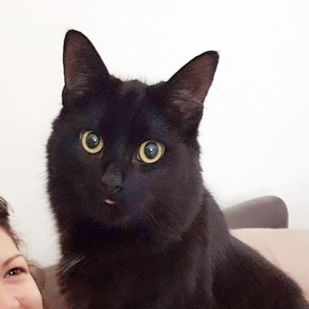 Calvin (Moggie cat)