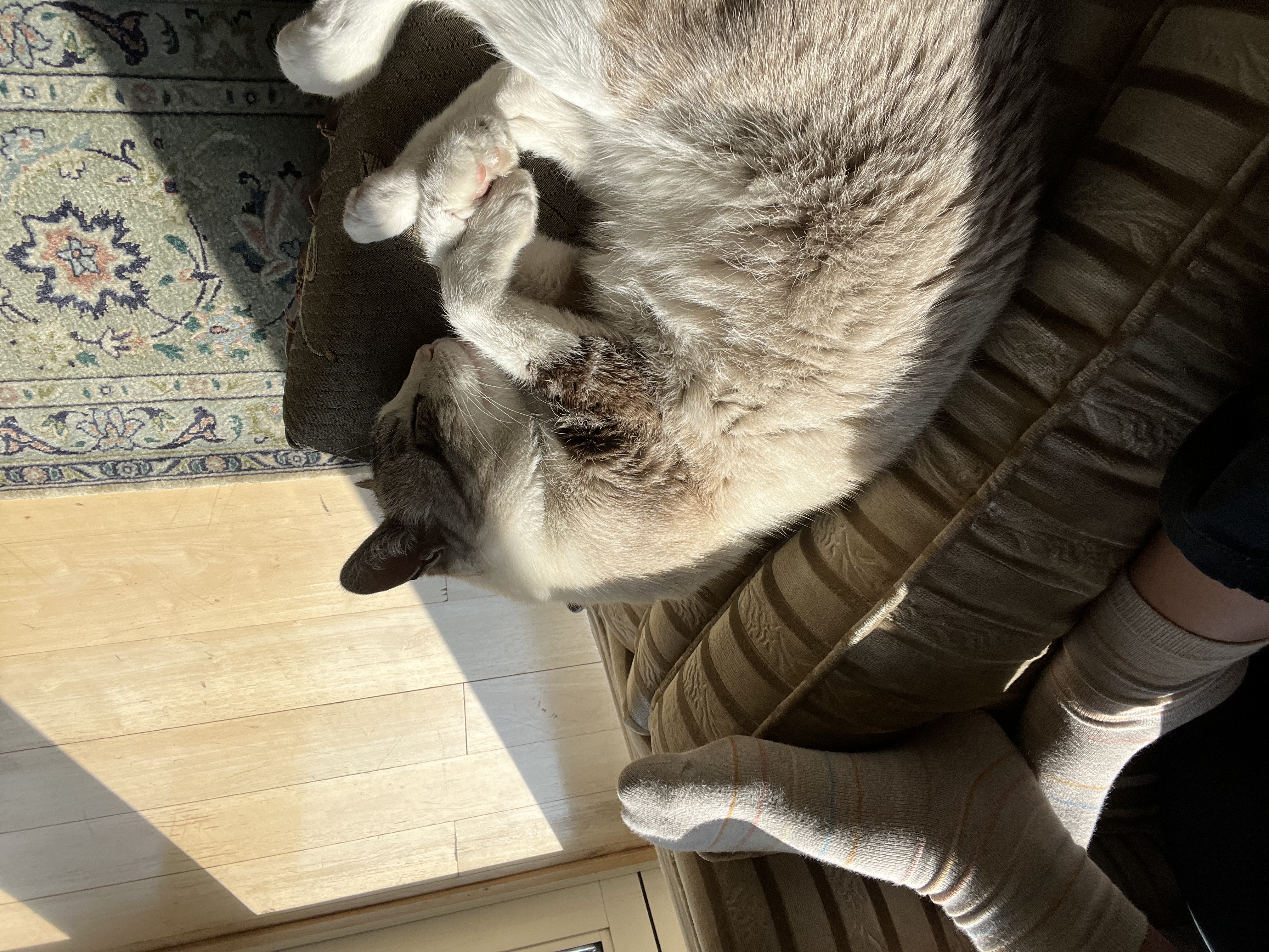 image-7