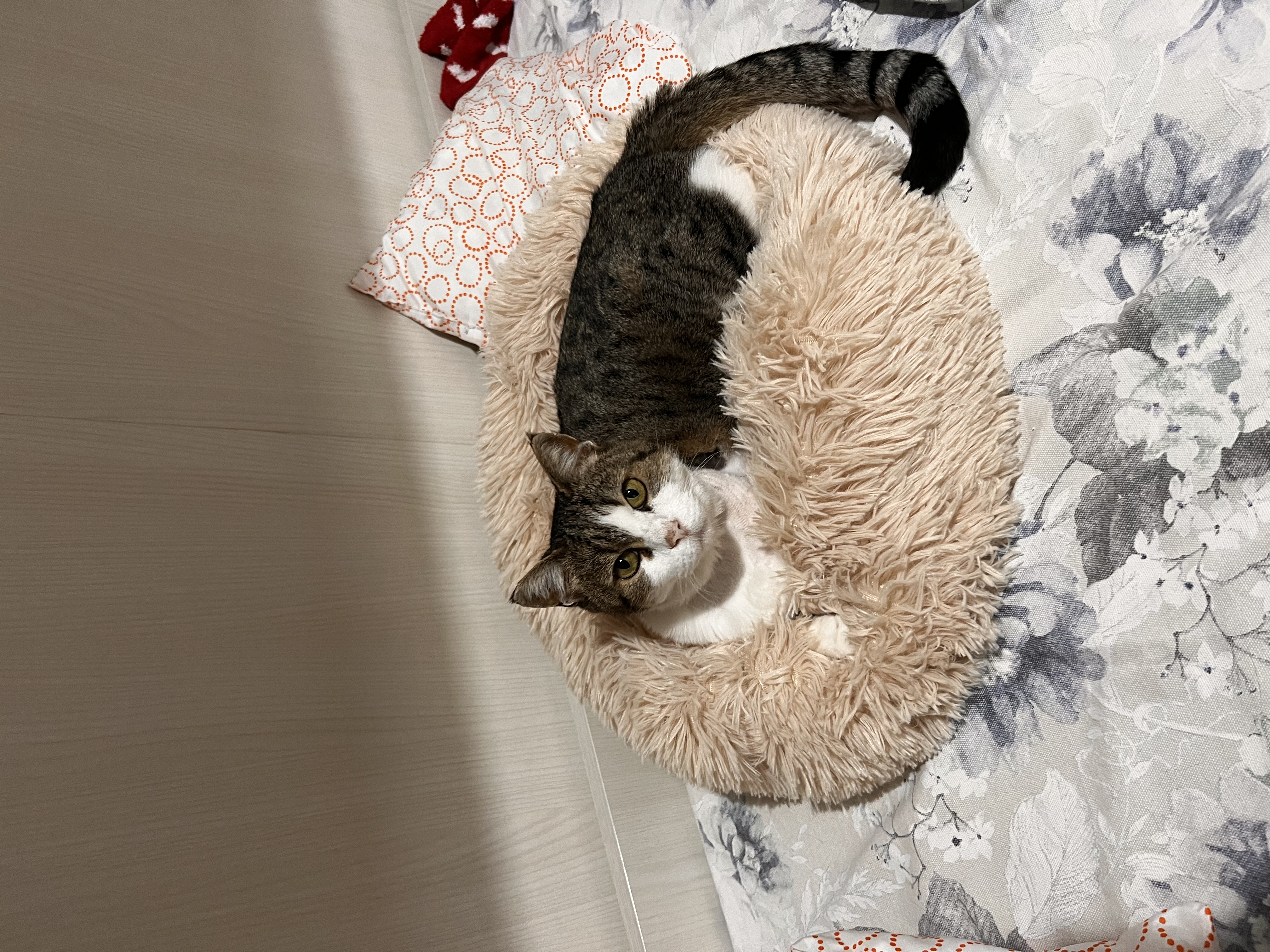 image-7