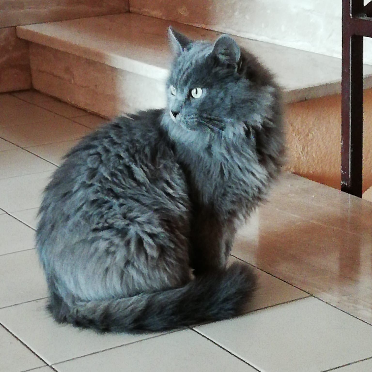 Gray