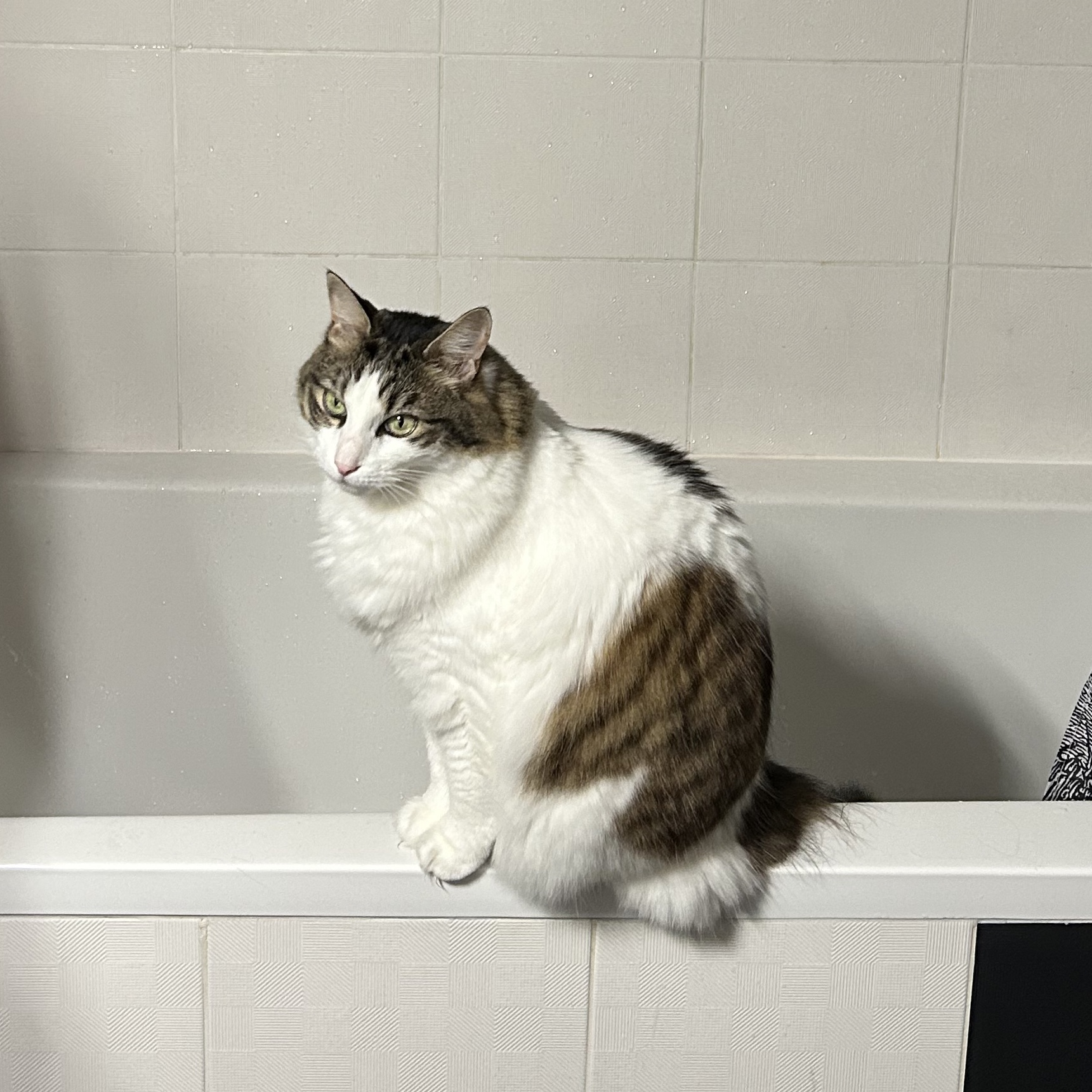 Mimi