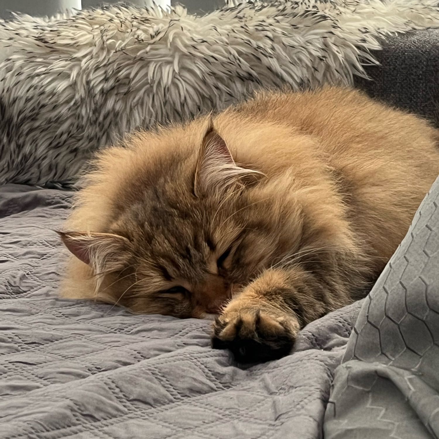 Figaro