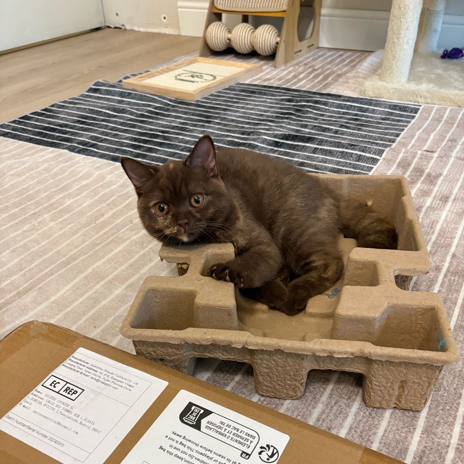 Buttercup