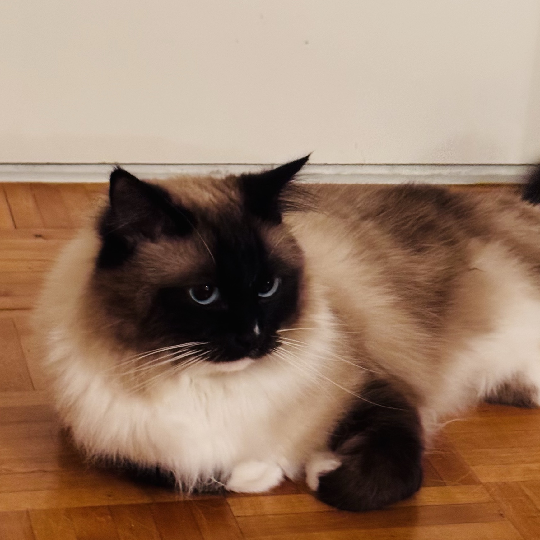 Romeo