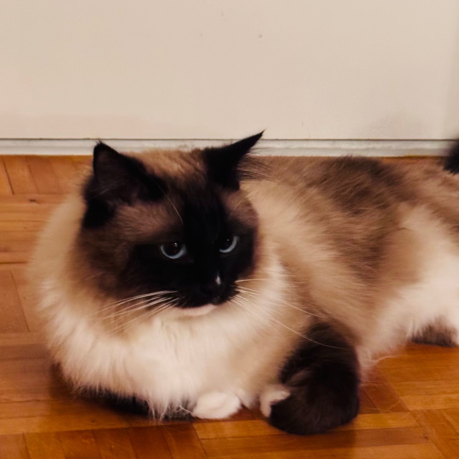 Romeo