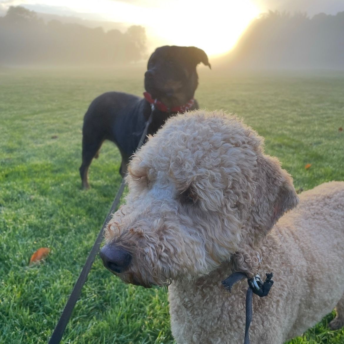 Bella and Juni