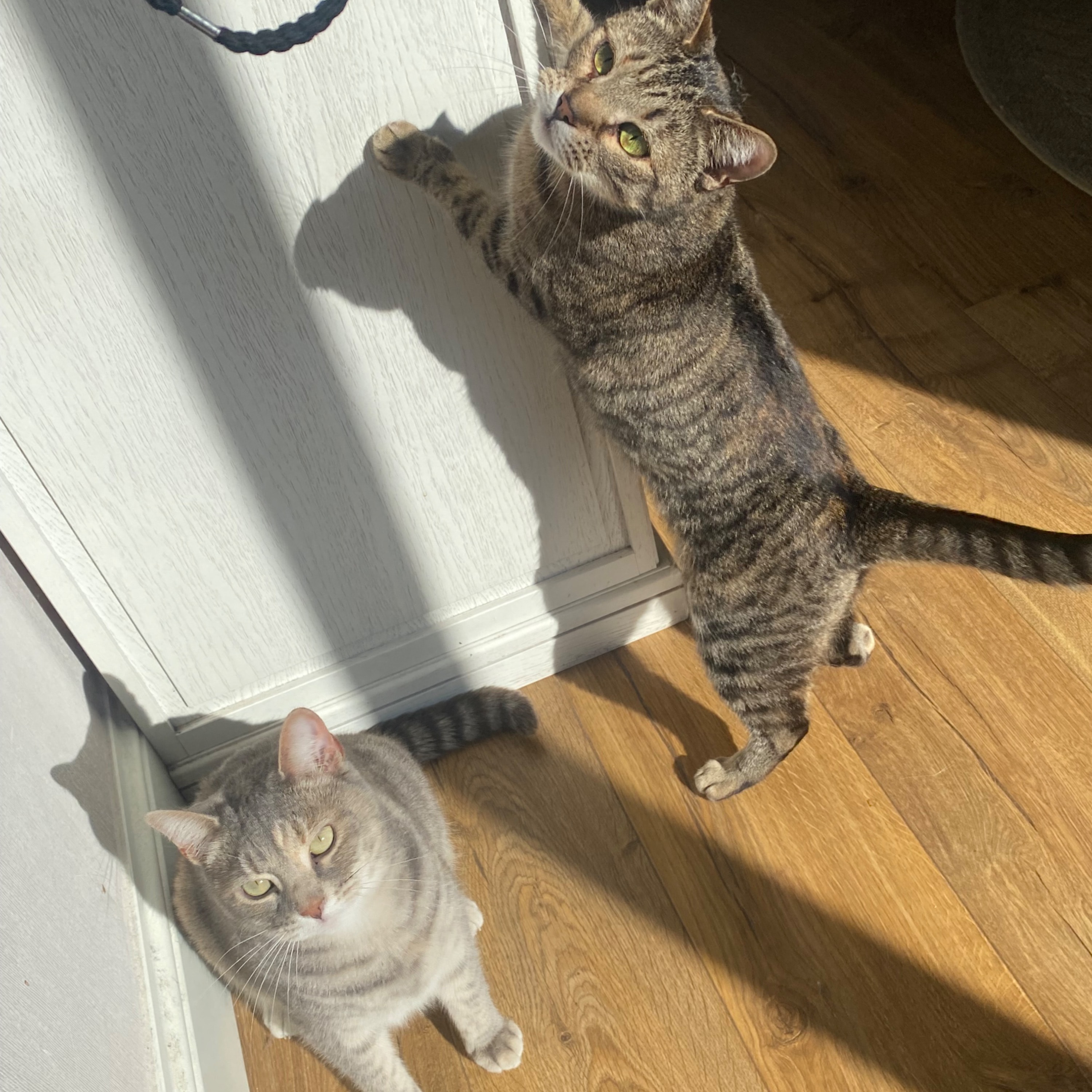 patchi & mayma