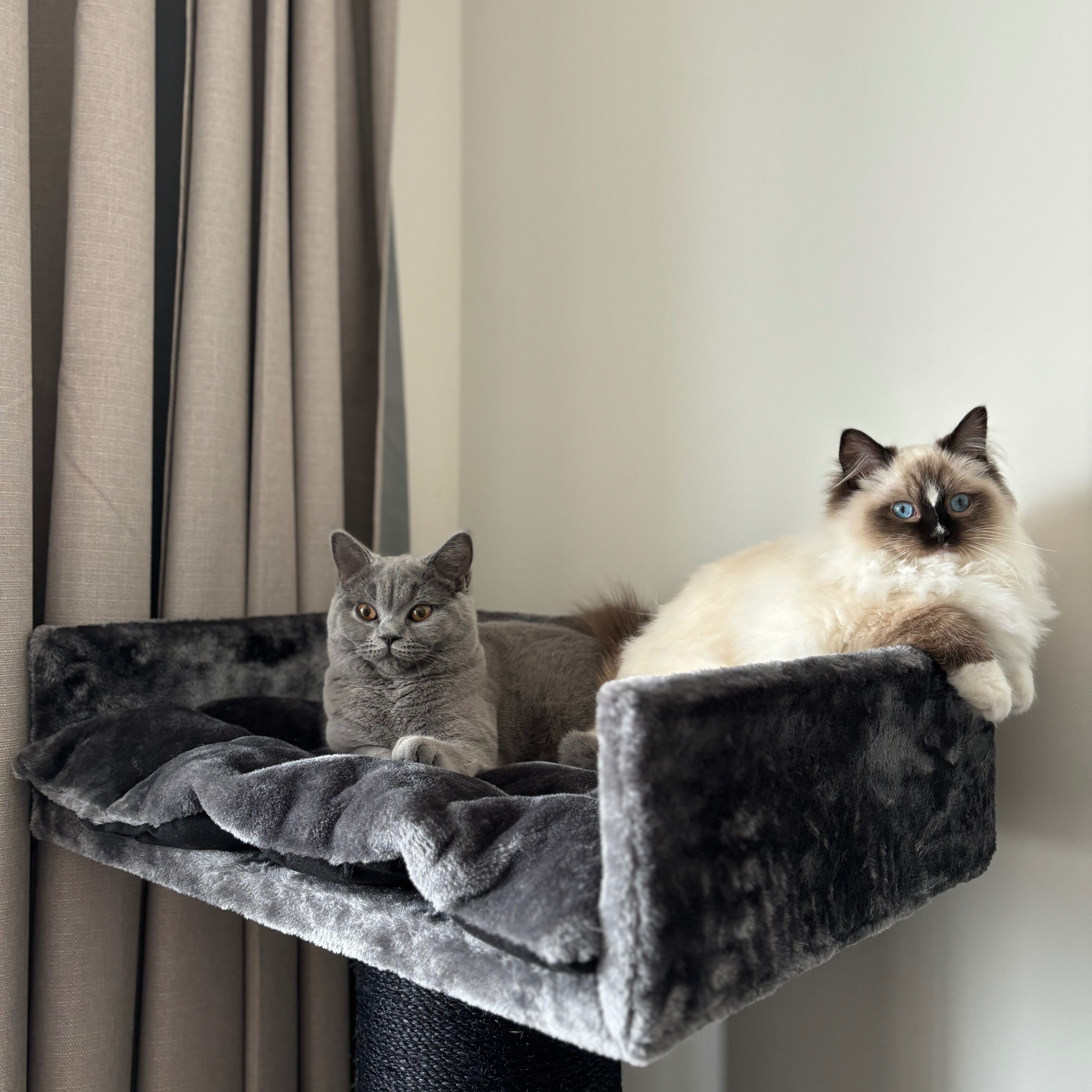 Koala & Milly