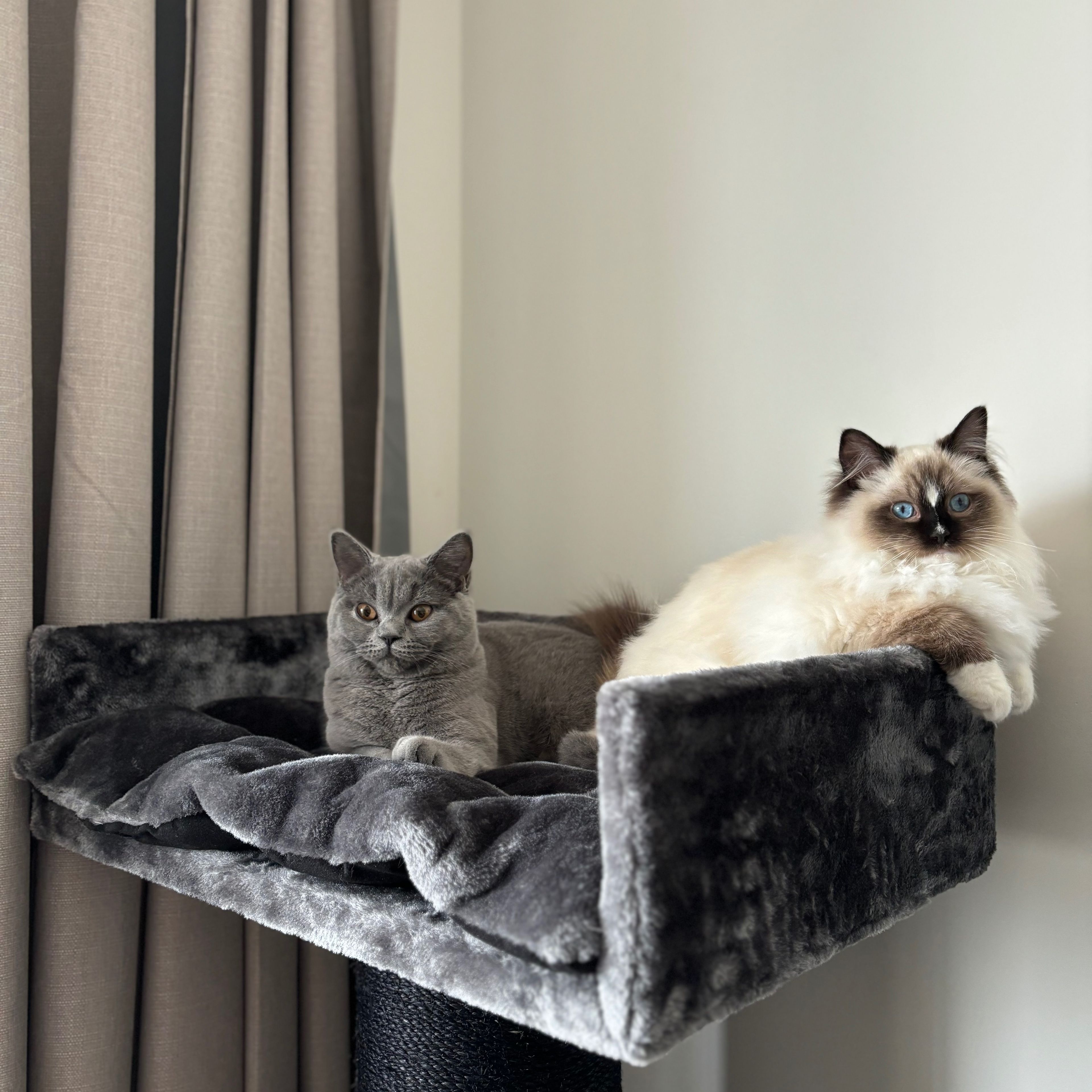 Koala & Milly