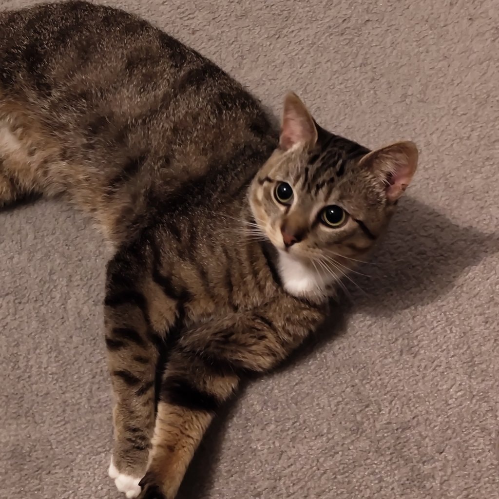 Sammy