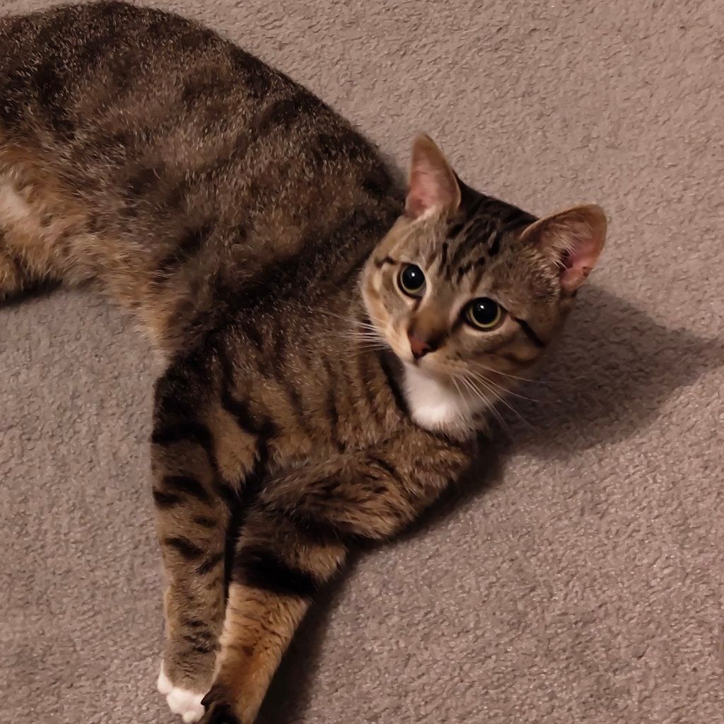 Sammy