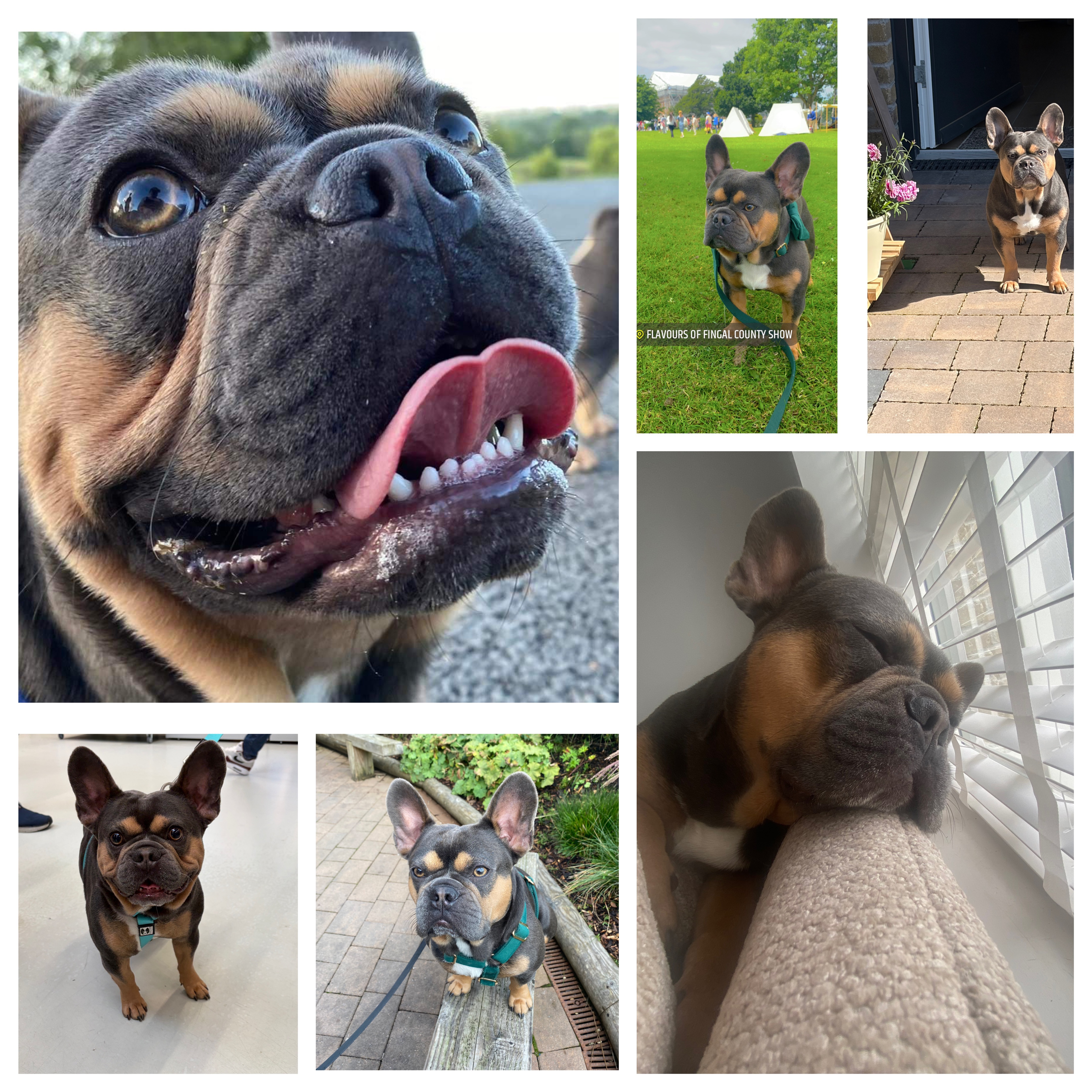 Milo