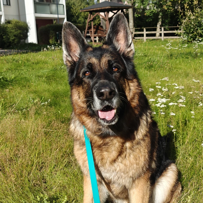 Pumba