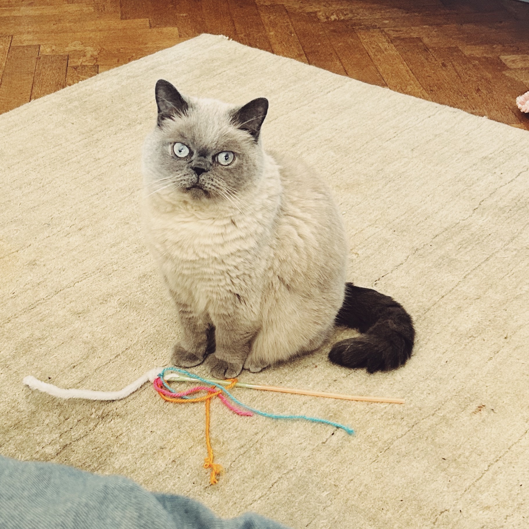 Mogwai