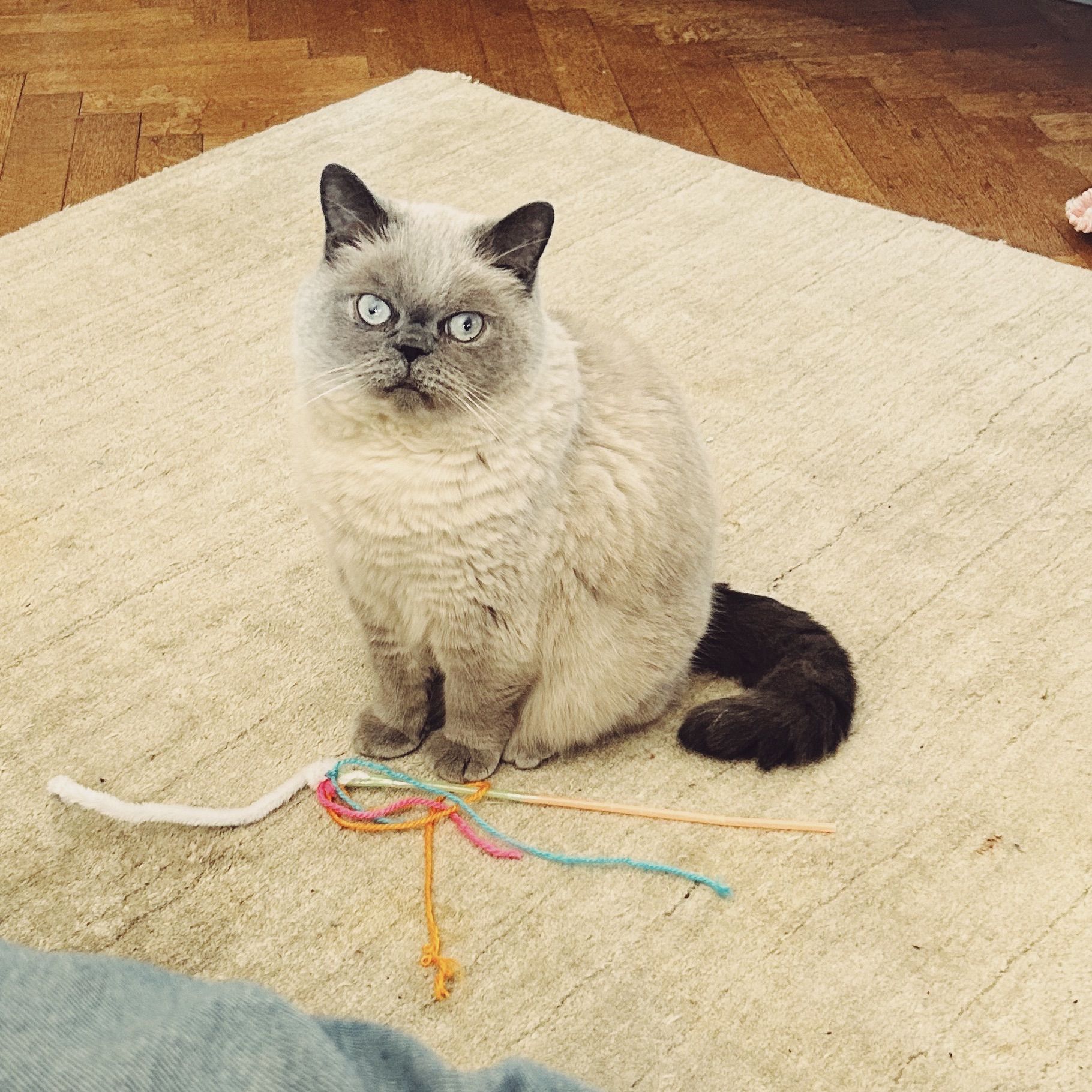 Mogwai