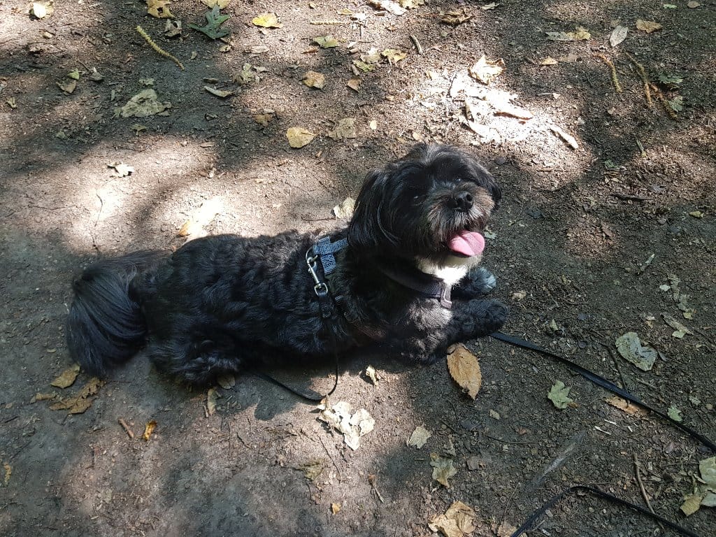 Koeba