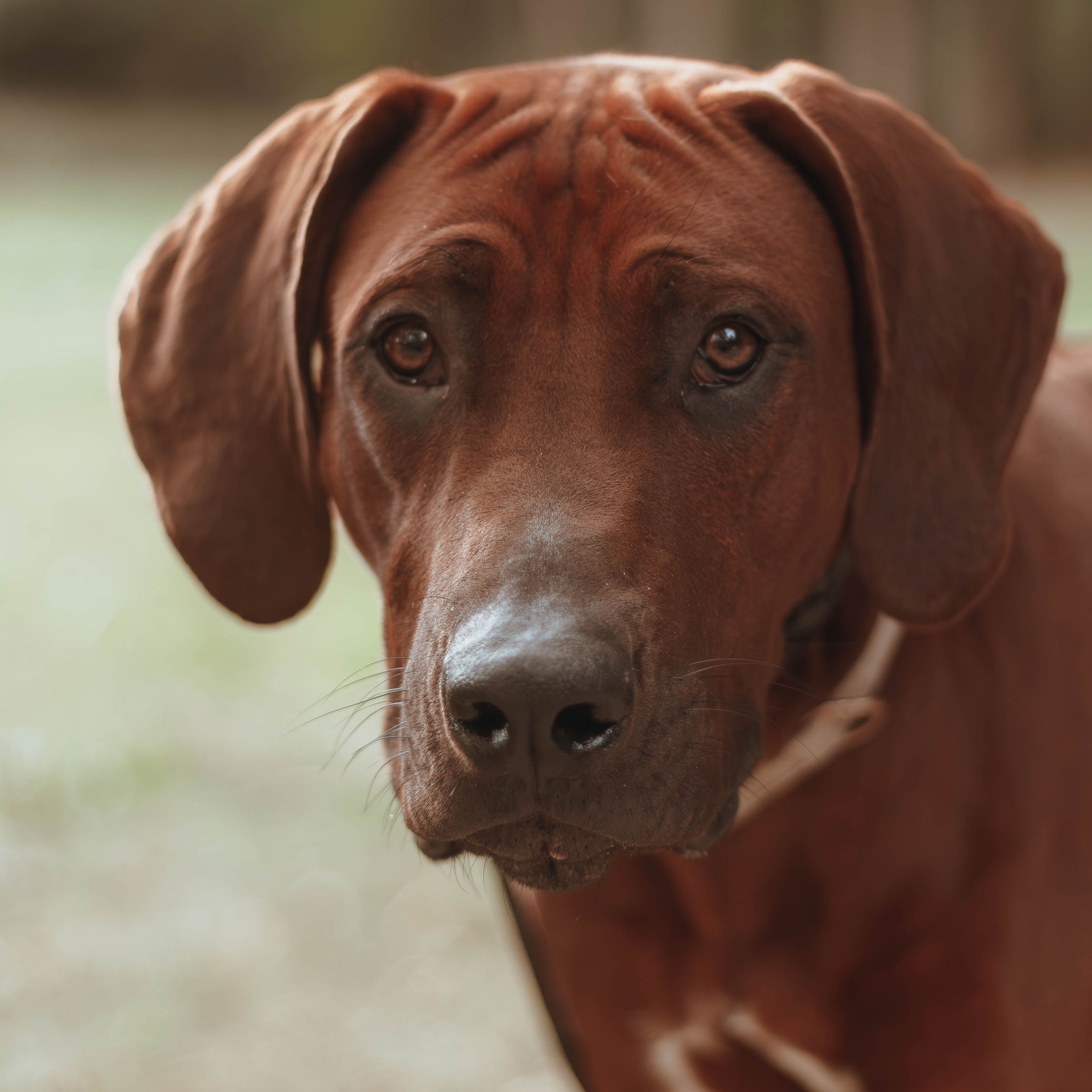 Koda