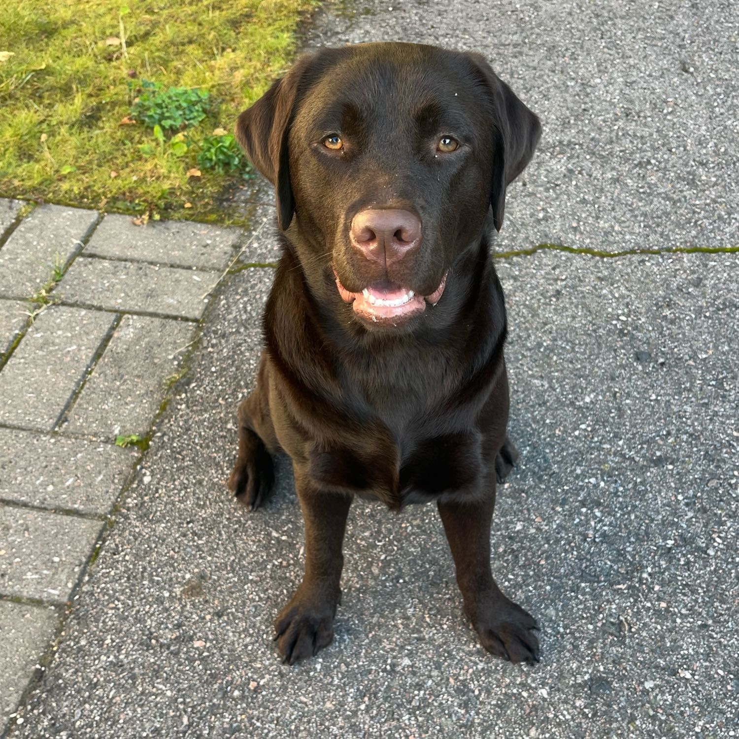 Pätkis