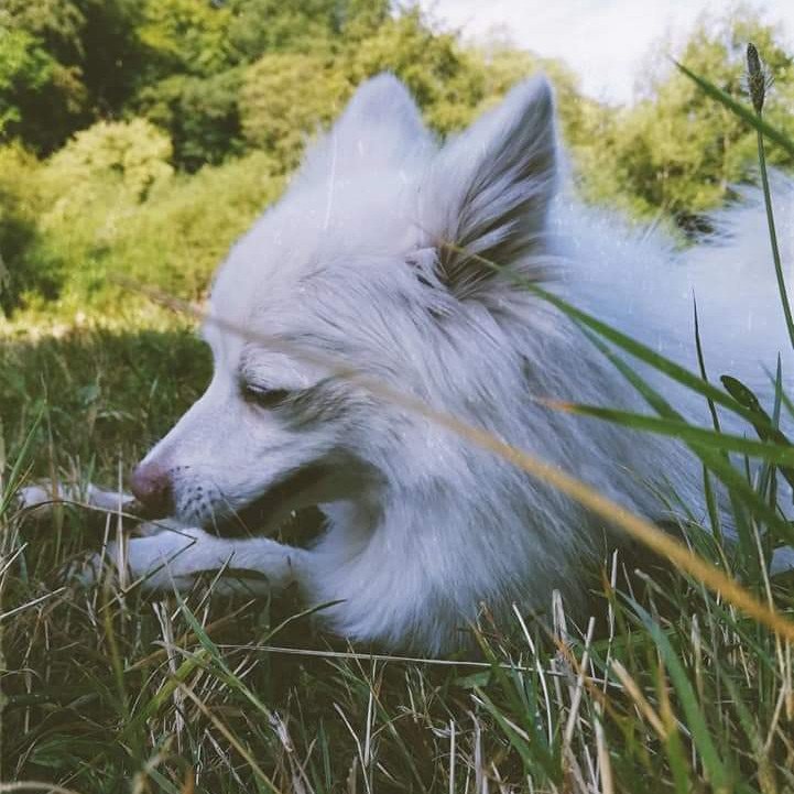 Wulfi