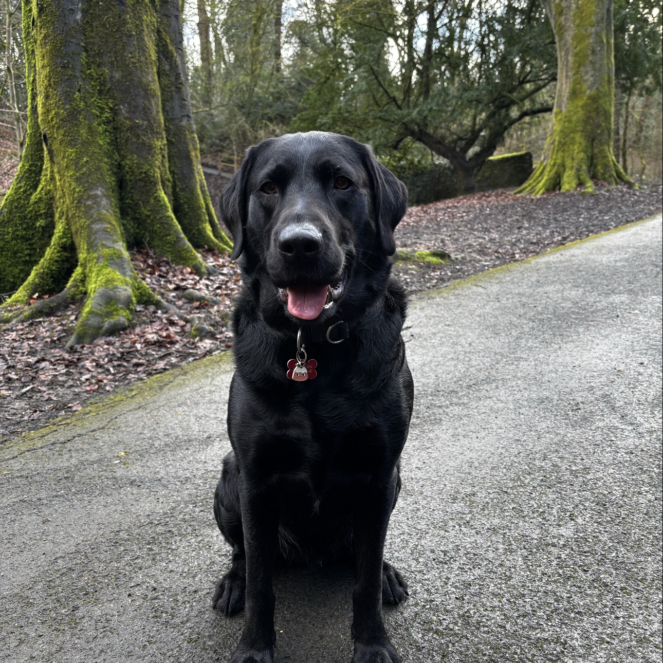 Bailey