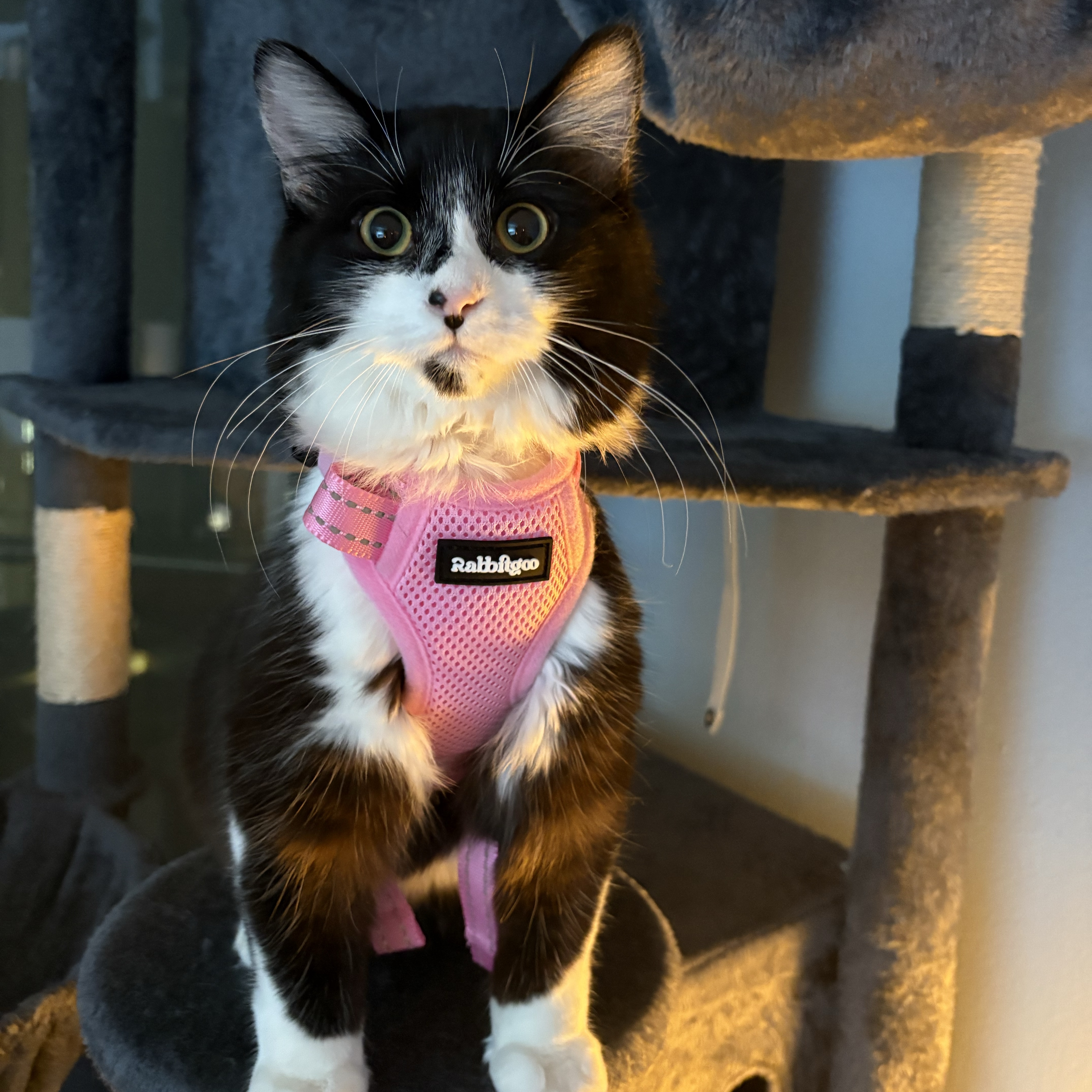Maeve
