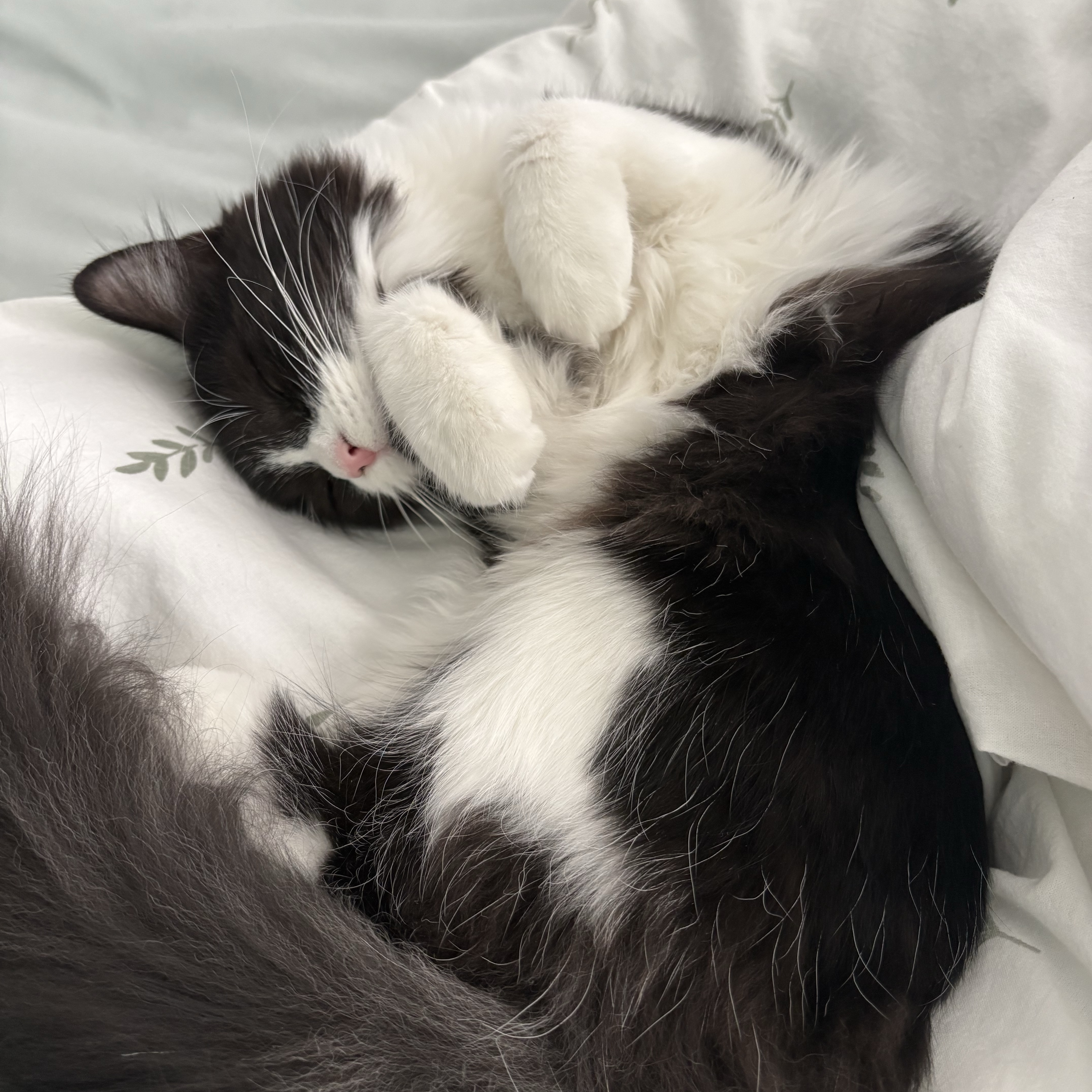 Lila