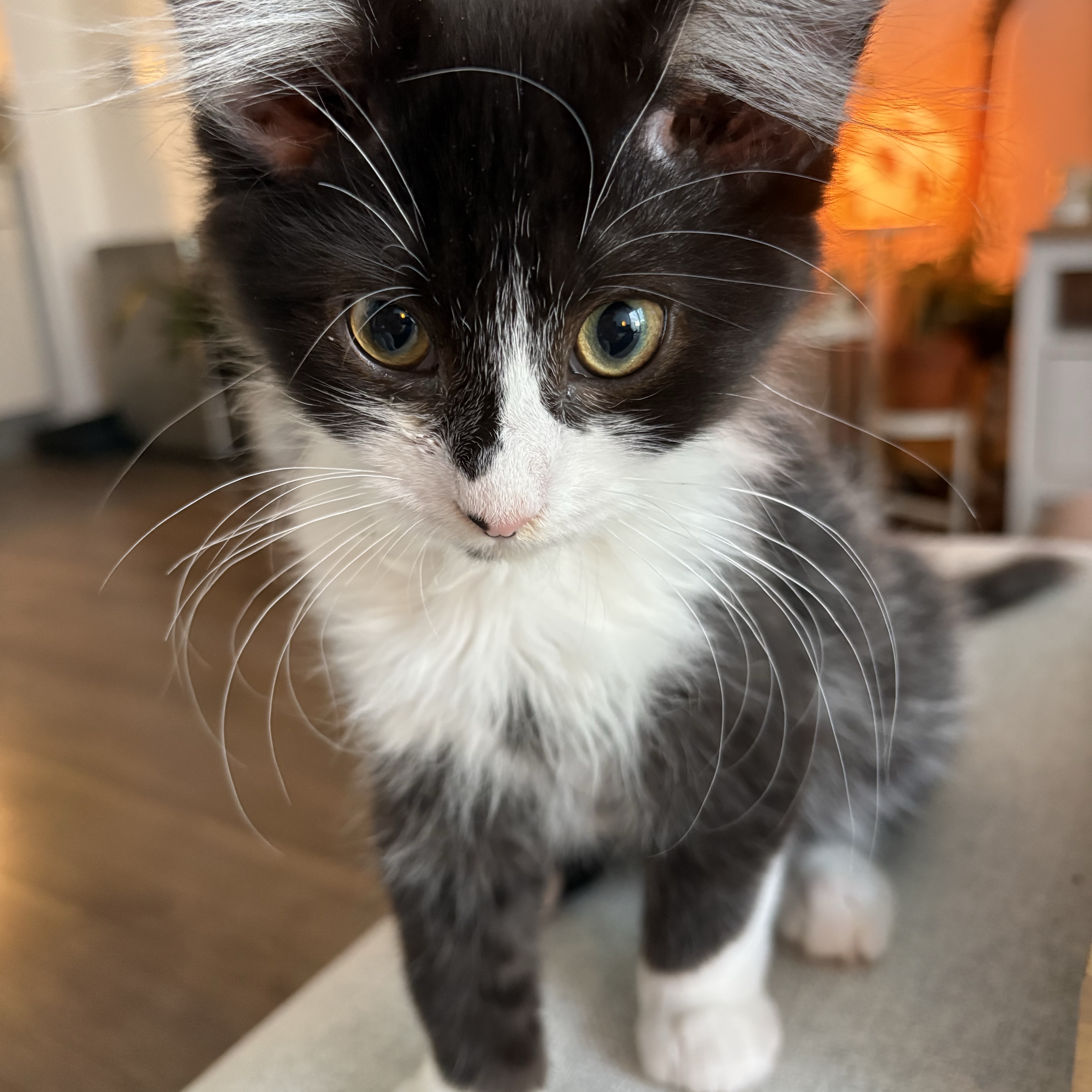 Maeve