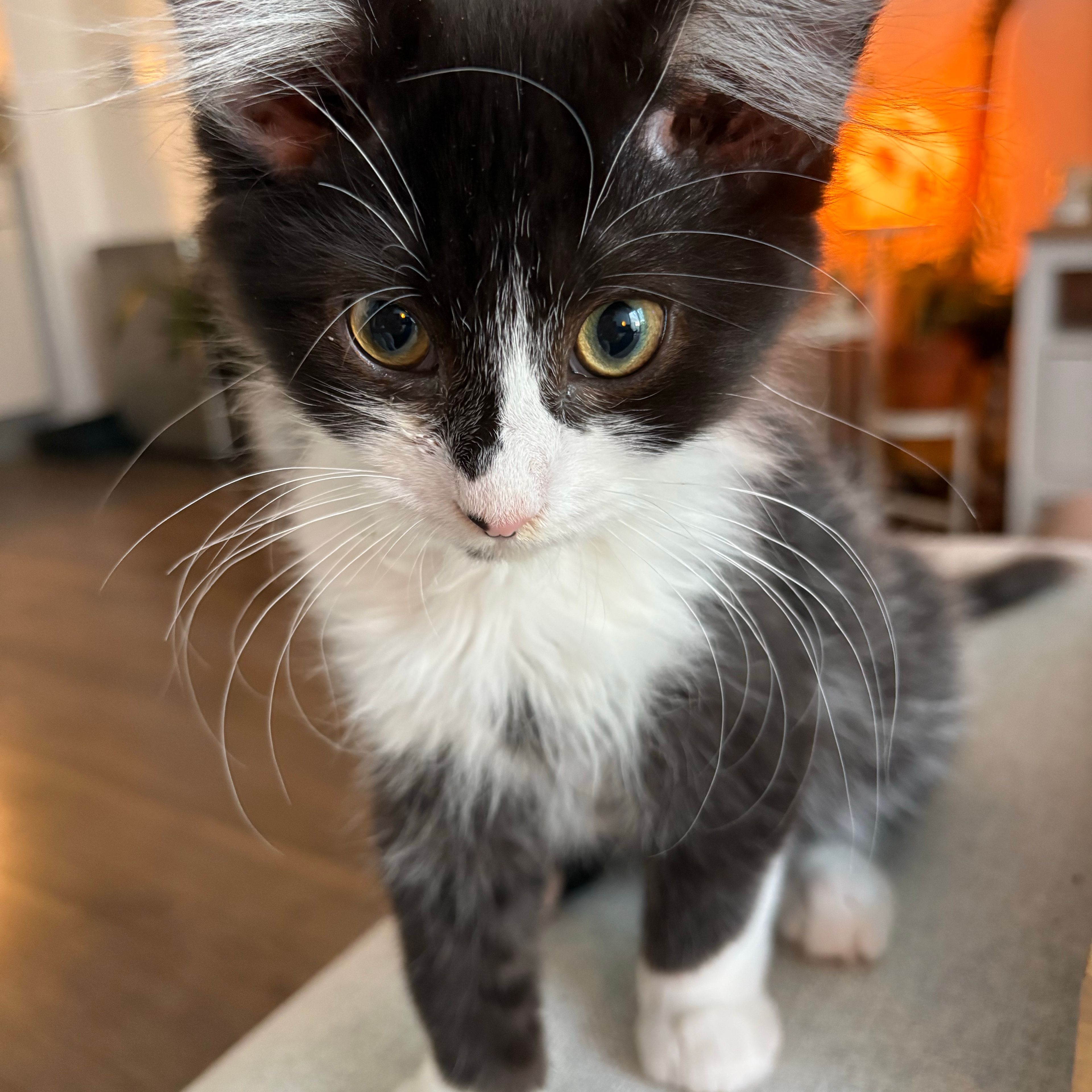 Maeve