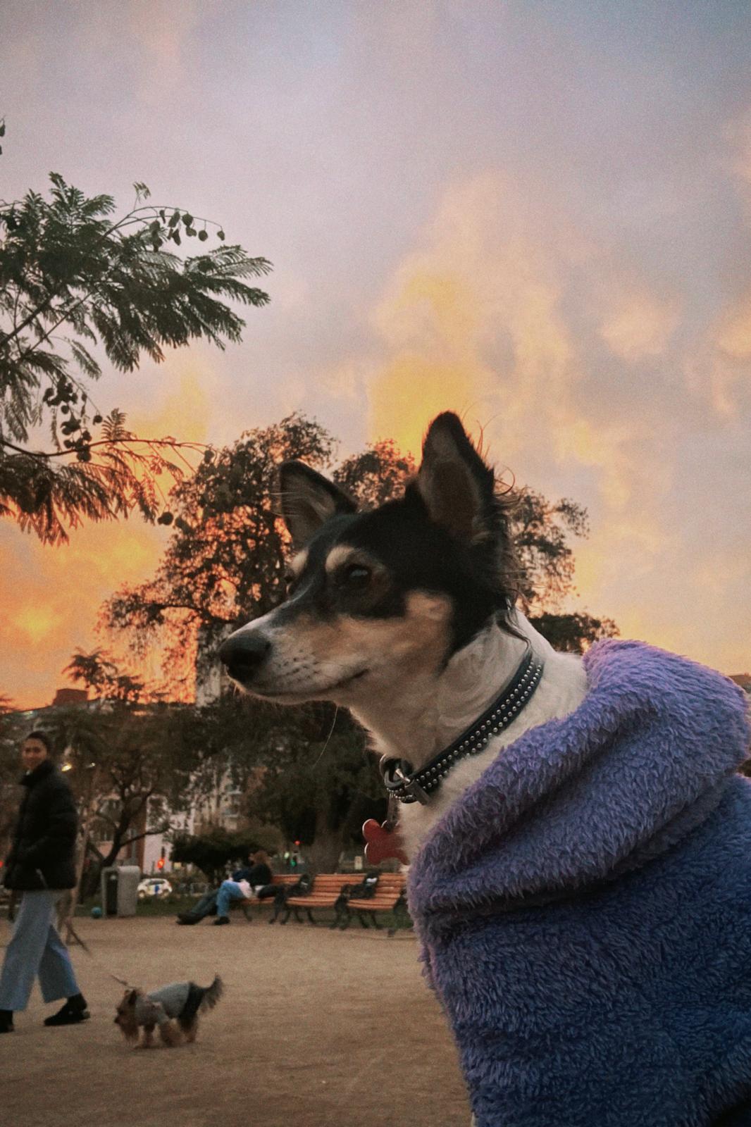 image-6