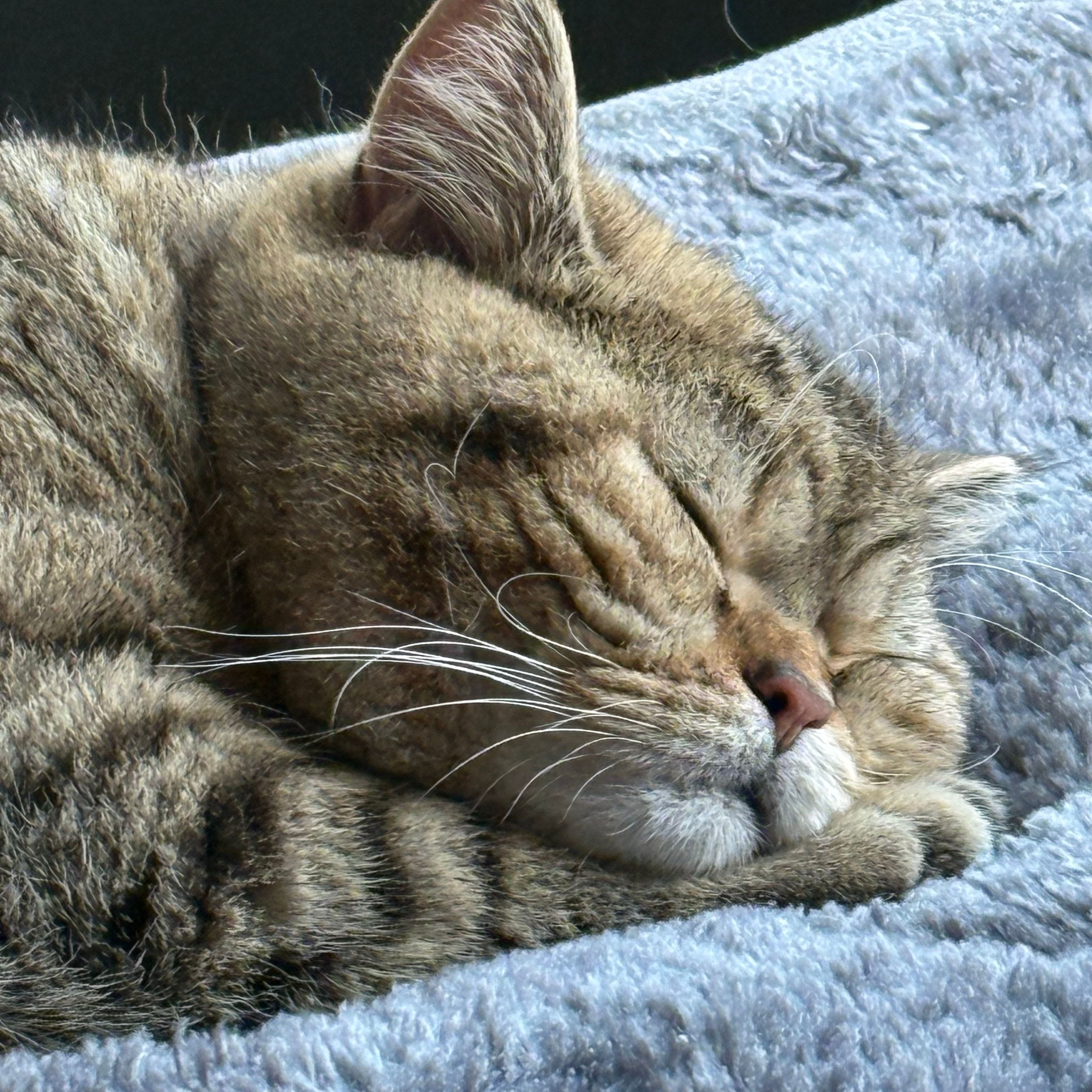 Sammie