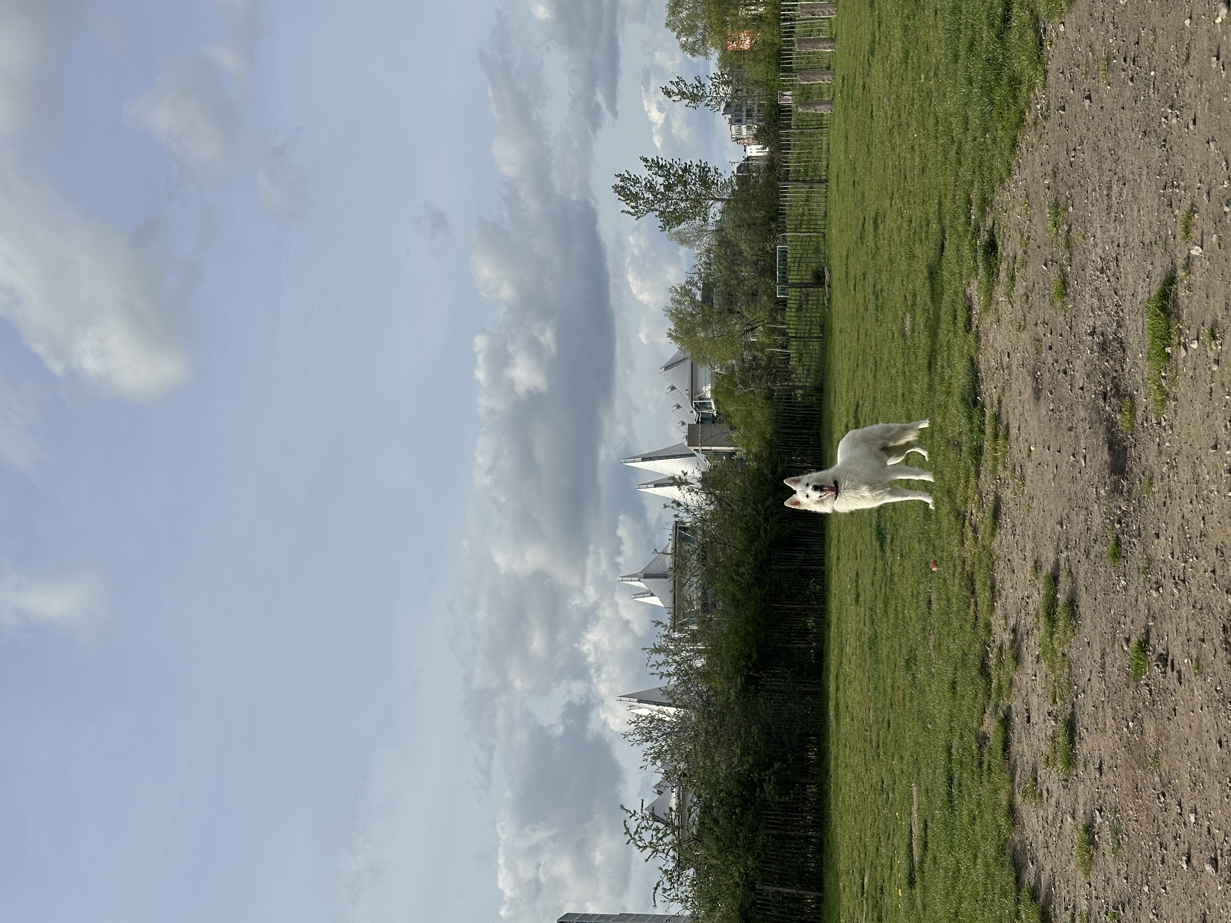 image-21