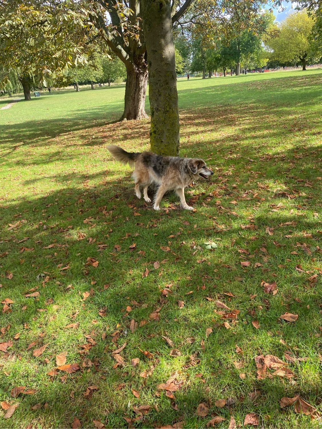 image-8