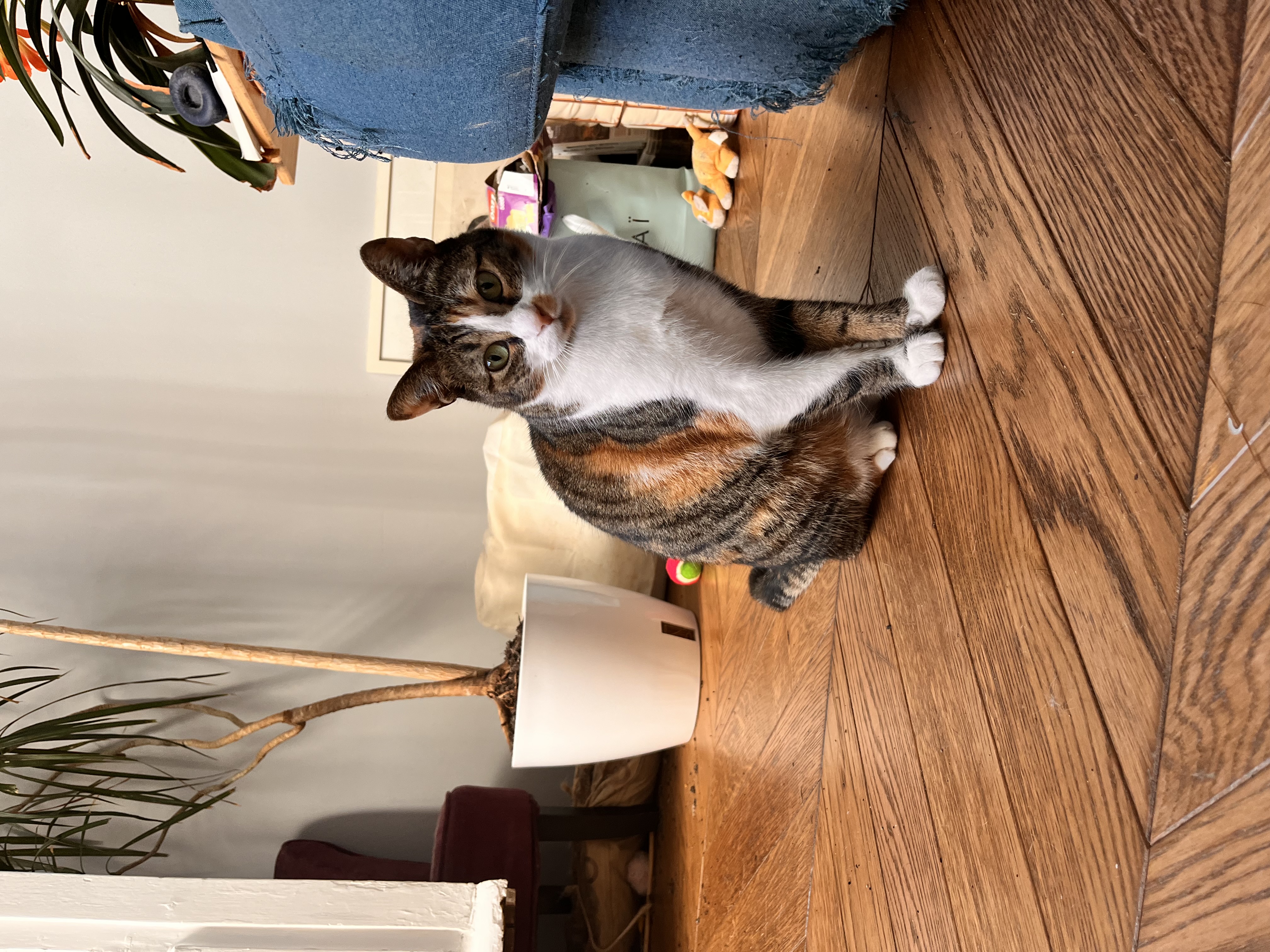 image-6
