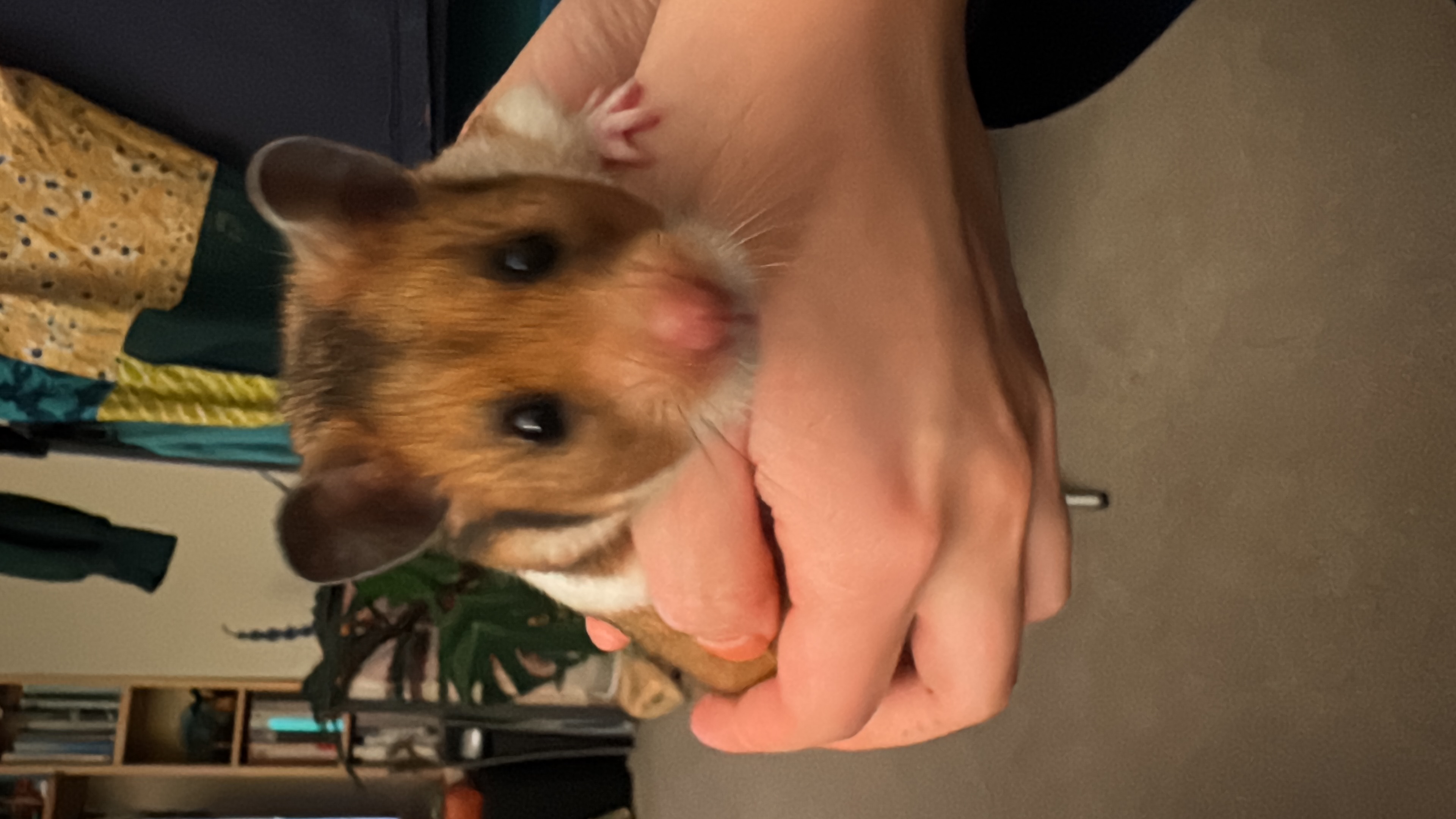 image-6