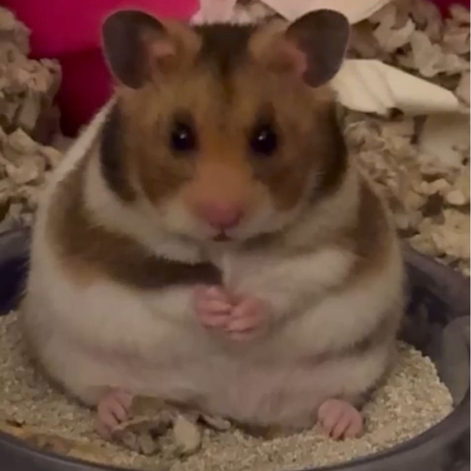 Tofu
