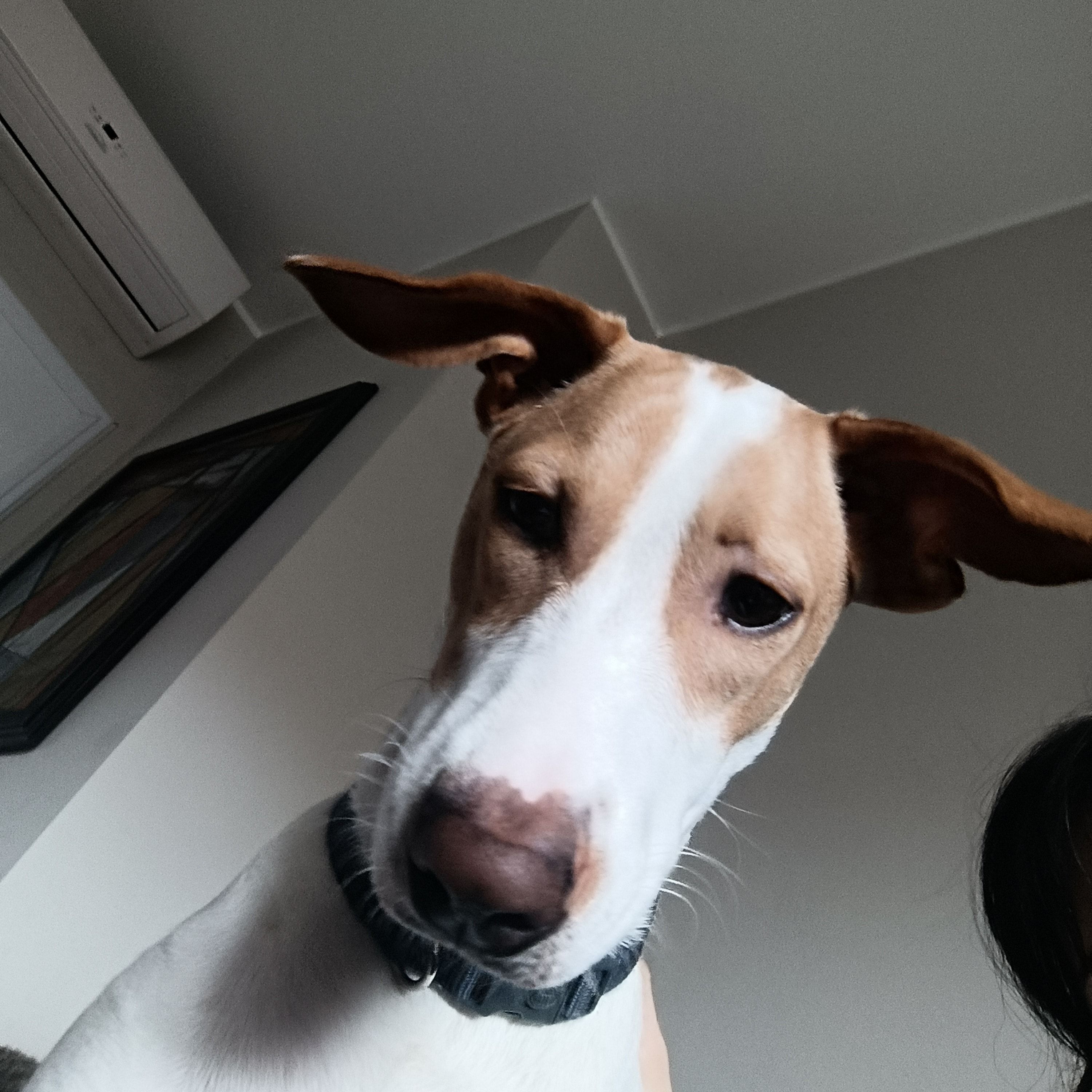 Ulisse