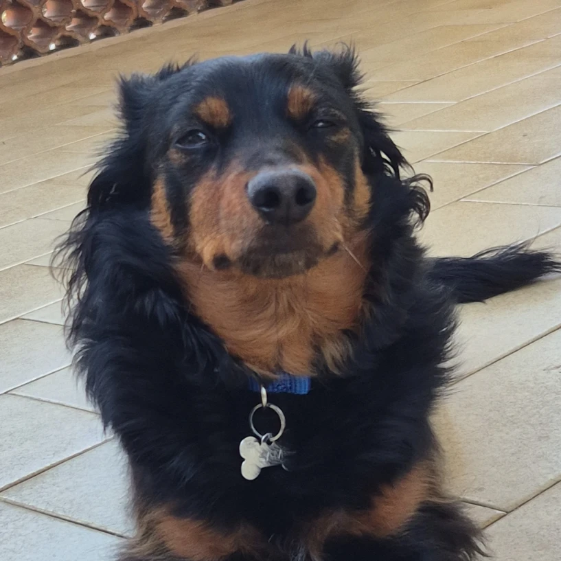 sam