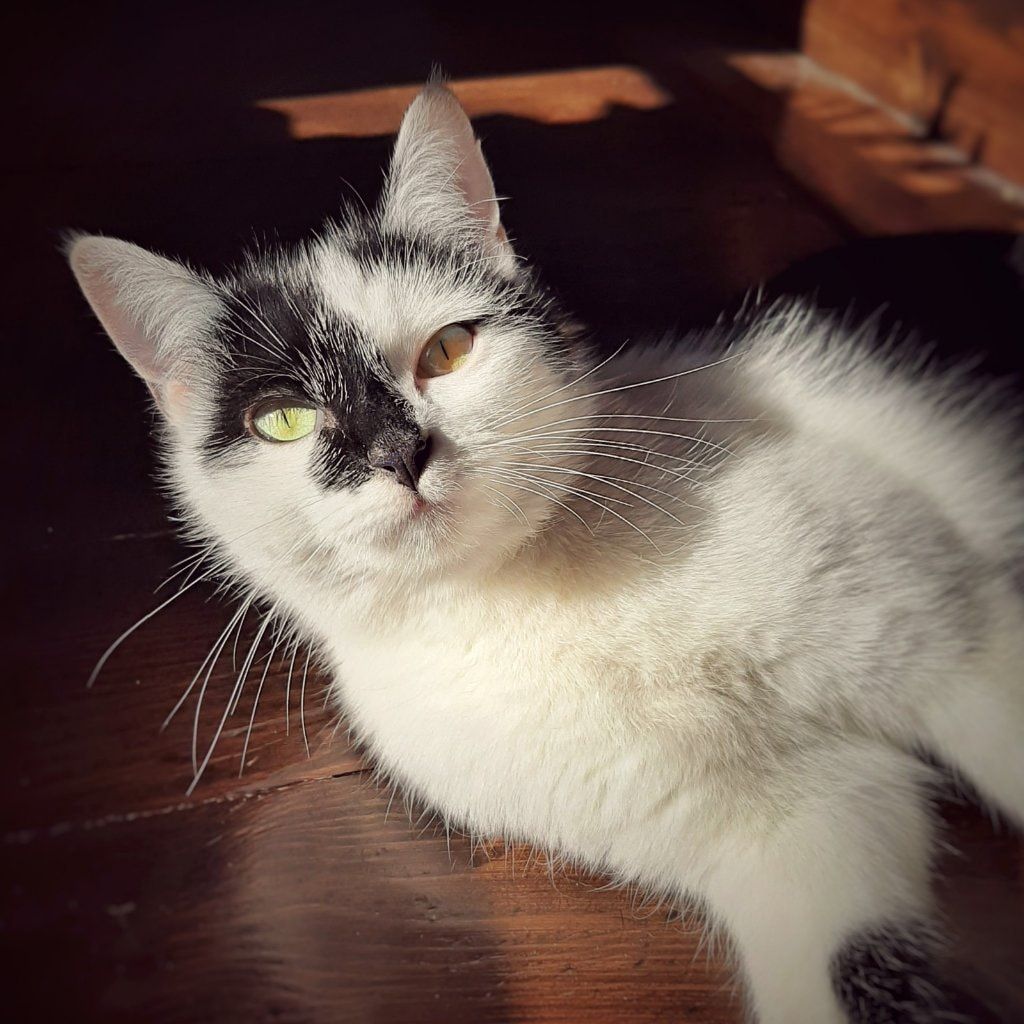 Kaya