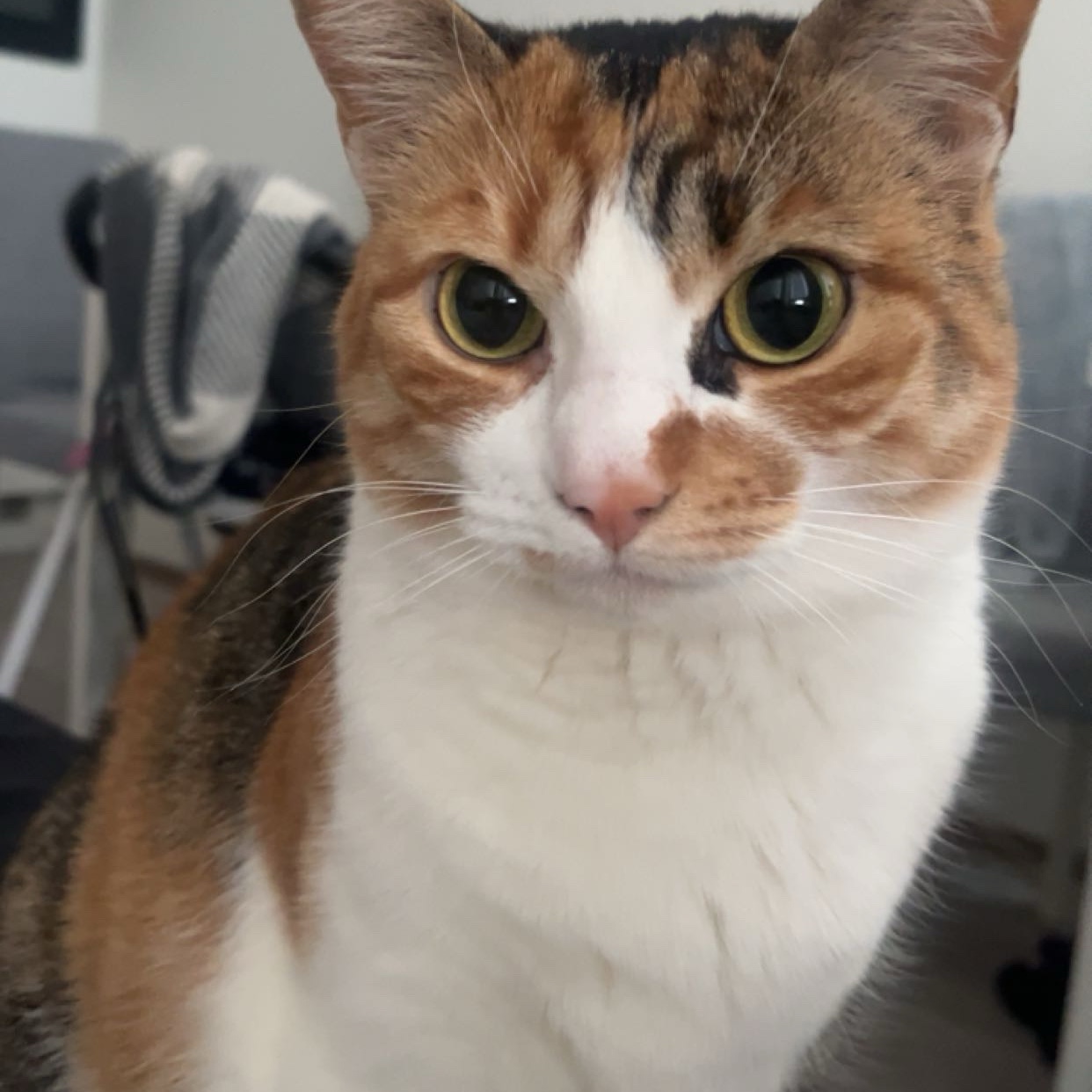 Mökö