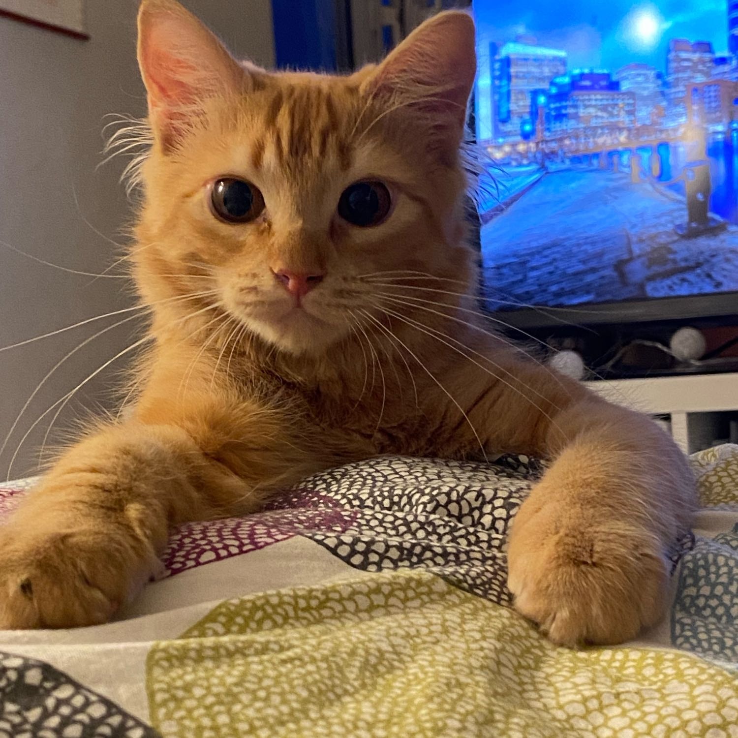 Nala 