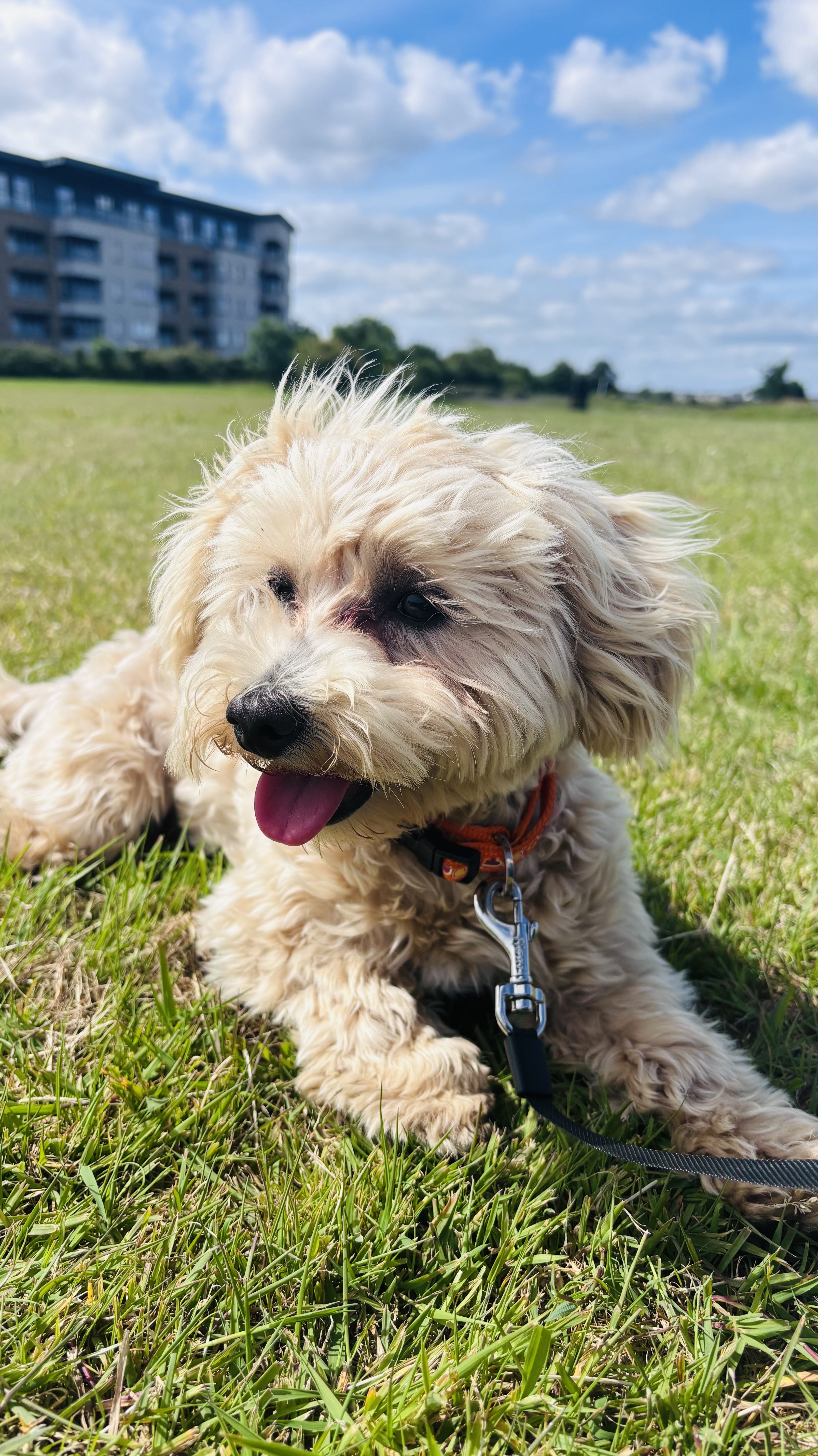 image-19