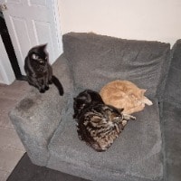 All 4 