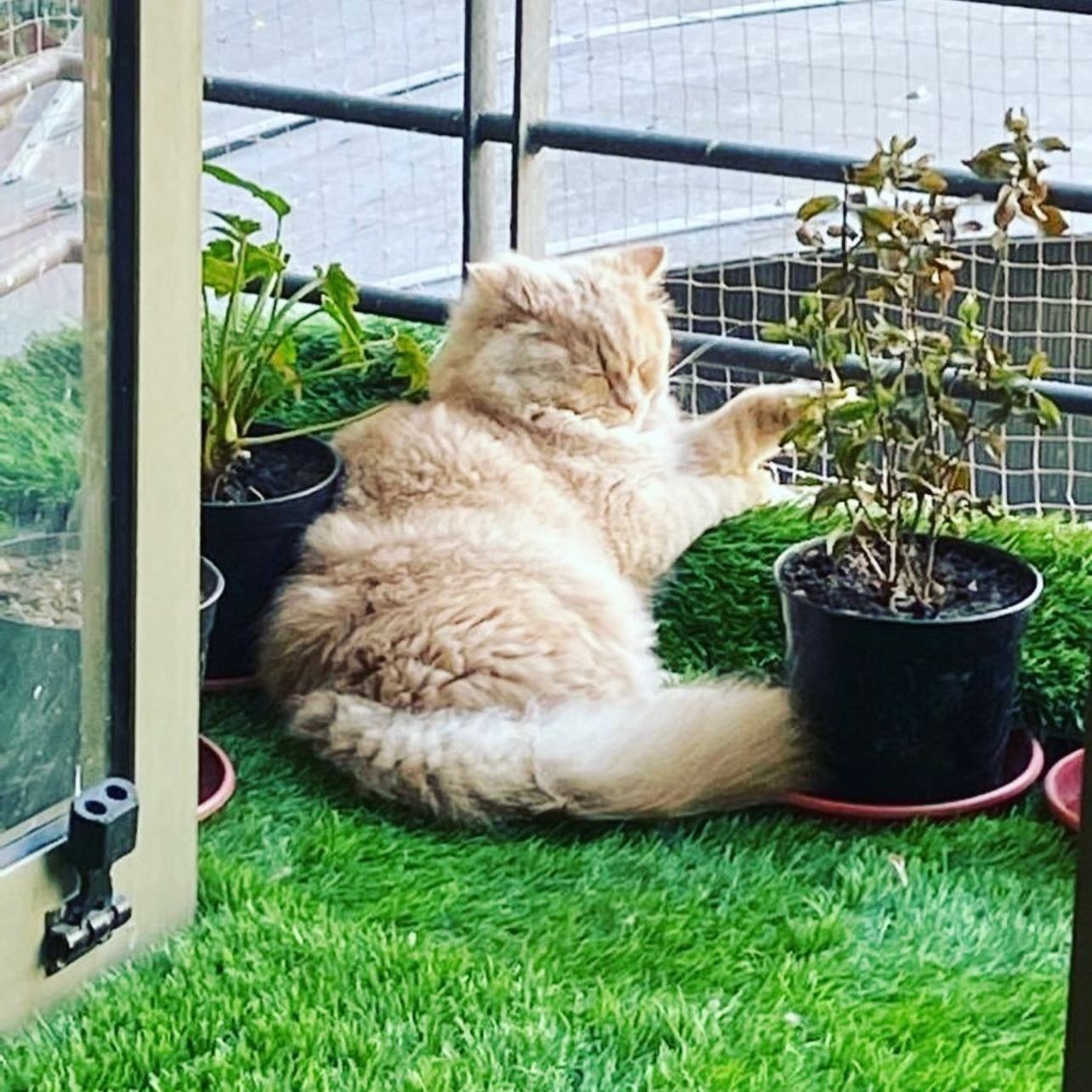 Charlie 