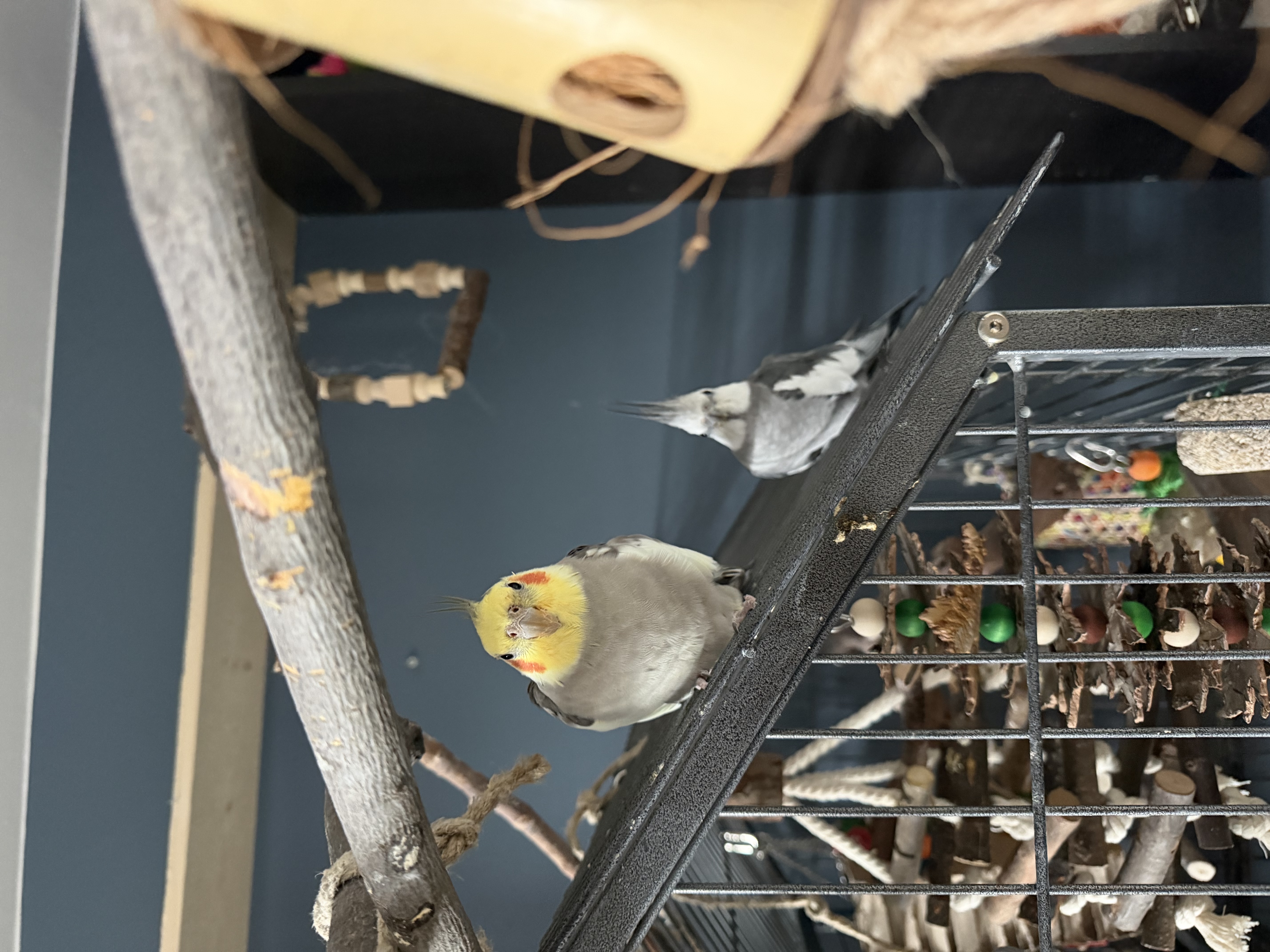 image-42