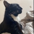 Charles